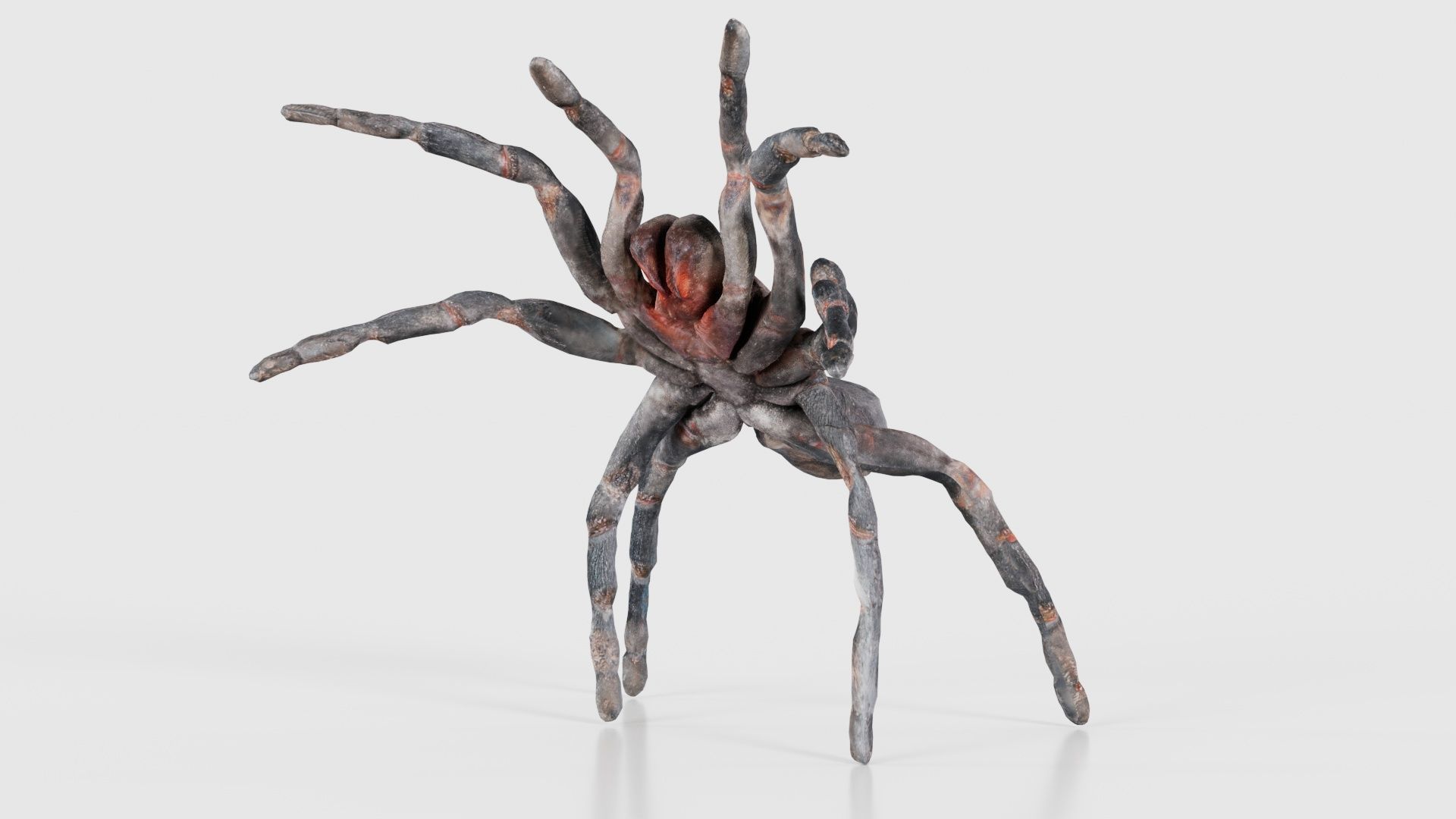 Opelma Minax Spider Tarantula Low-poly 3D model_26