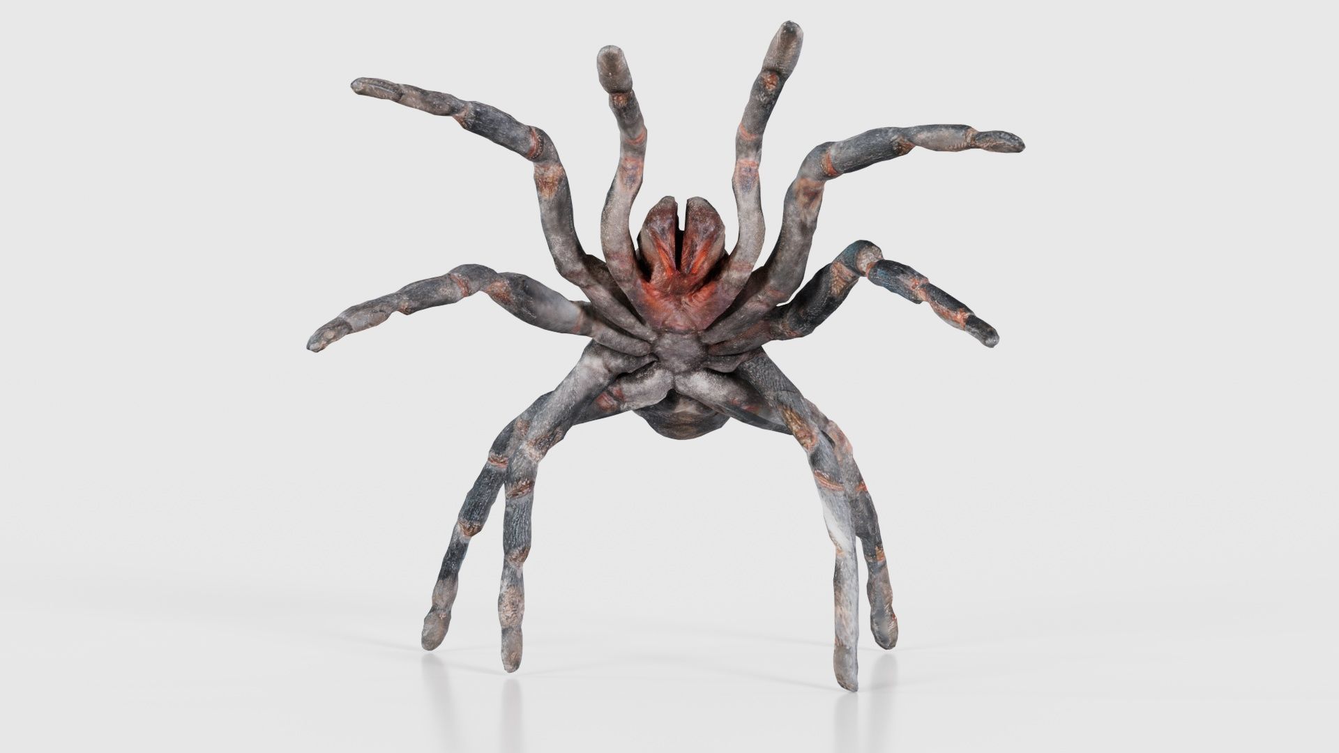 Opelma Minax Spider Tarantula Low-poly 3D model_15