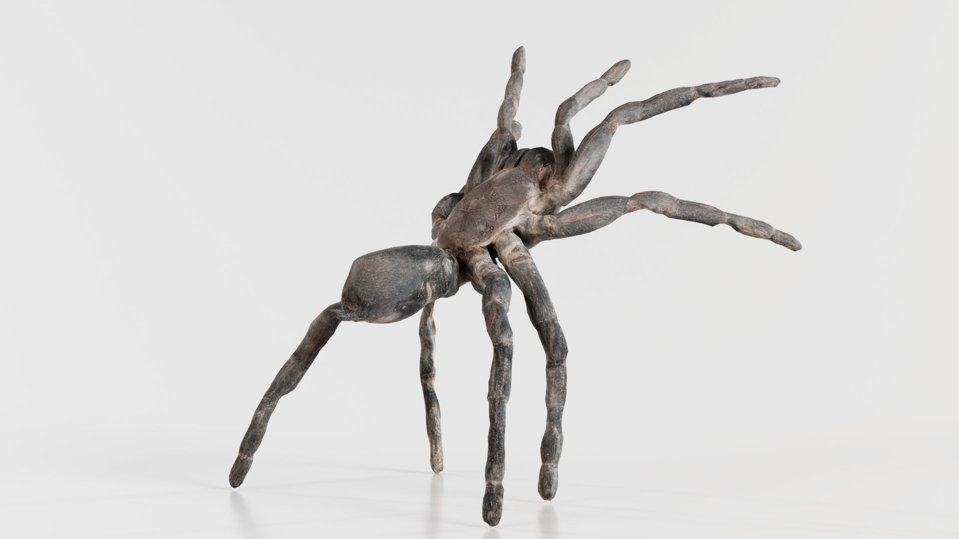 Opelma Minax Spider Tarantula Low-poly 3D model_8