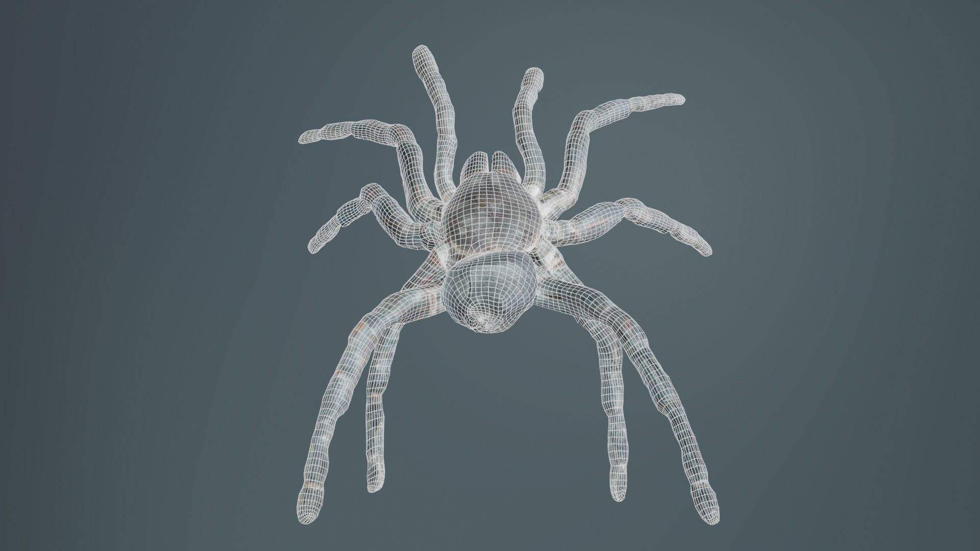 Opelma Minax Spider Tarantula Low-poly 3D model_10