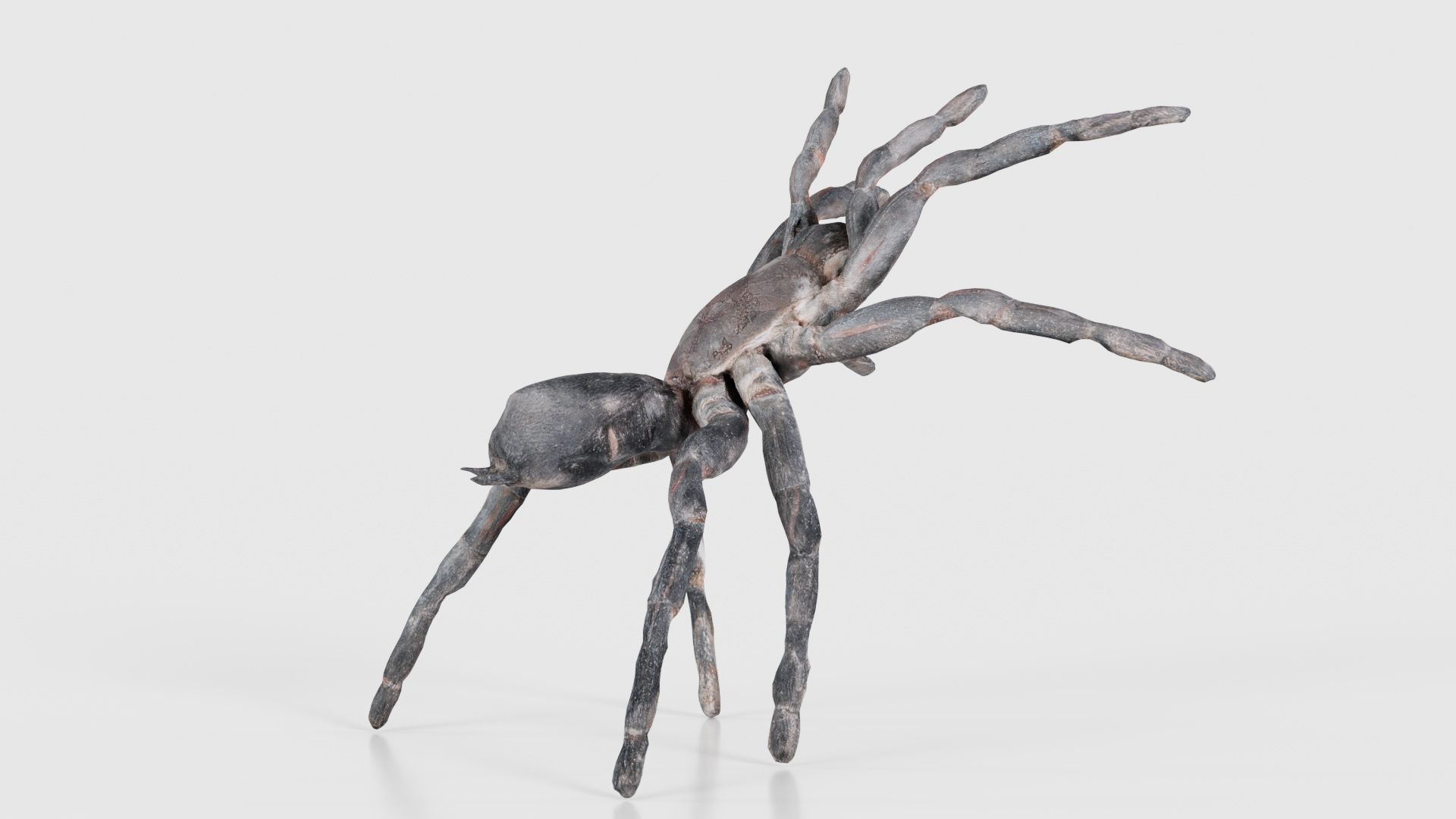 Opelma Minax Spider Tarantula Low-poly 3D model_19