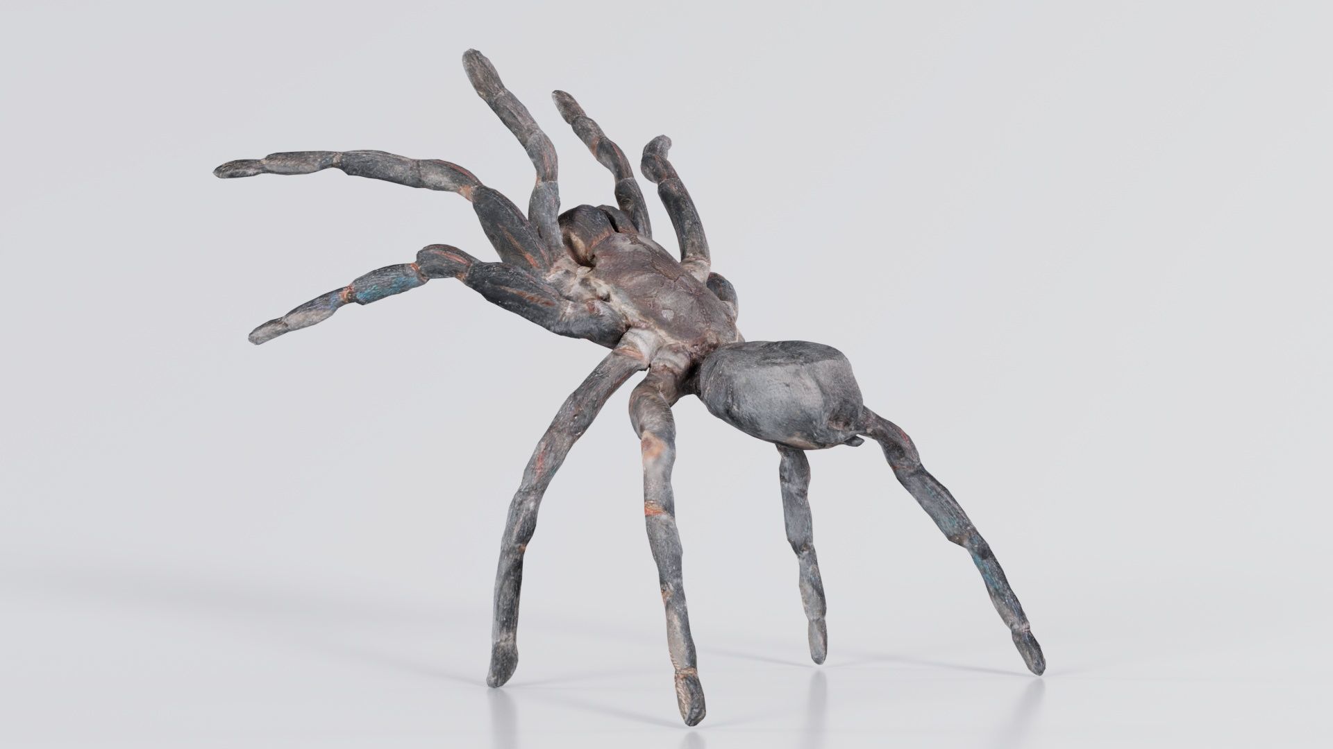 Opelma Minax Spider Tarantula Low-poly 3D model_7