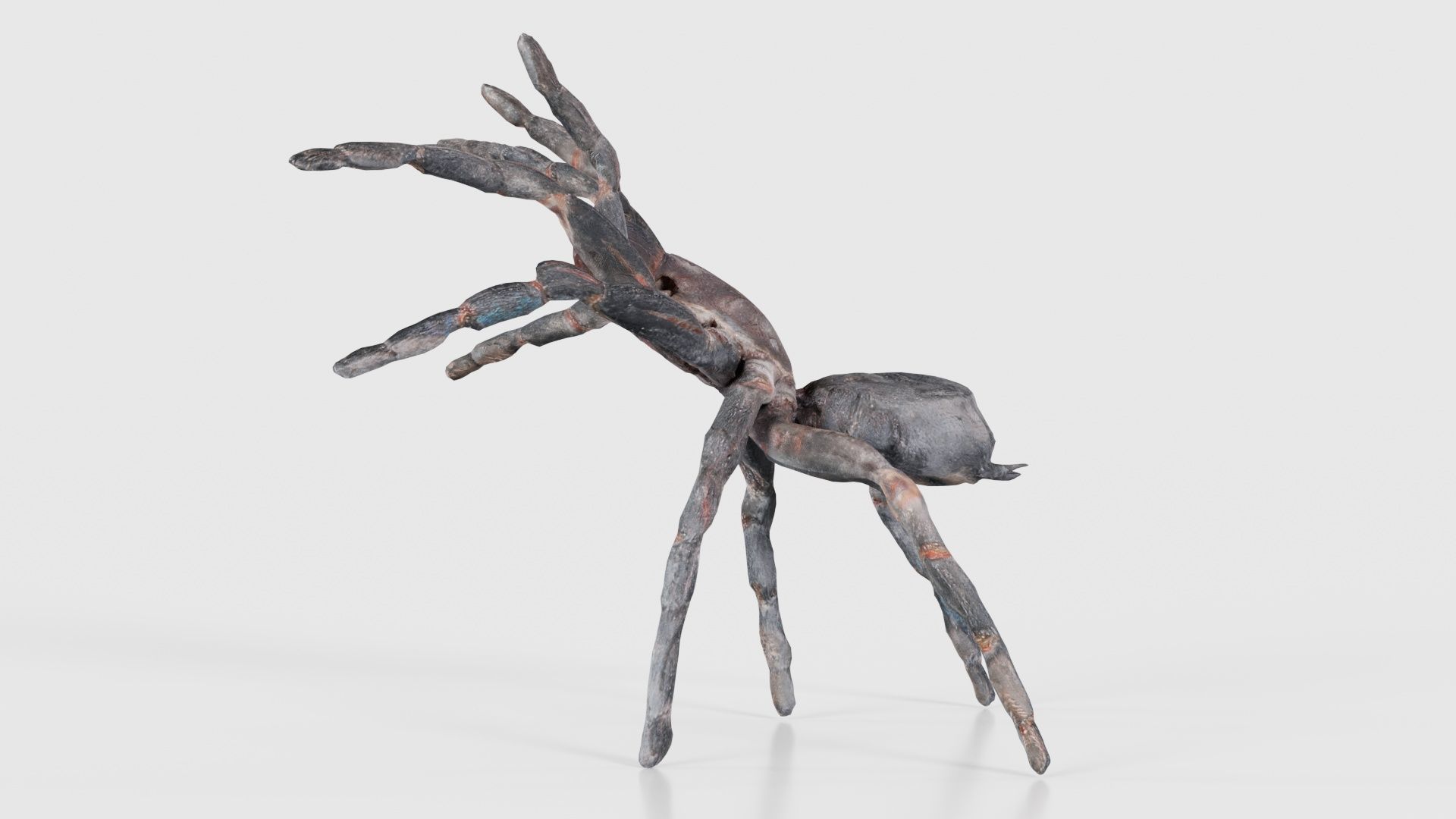 Opelma Minax Spider Tarantula Low-poly 3D model_24