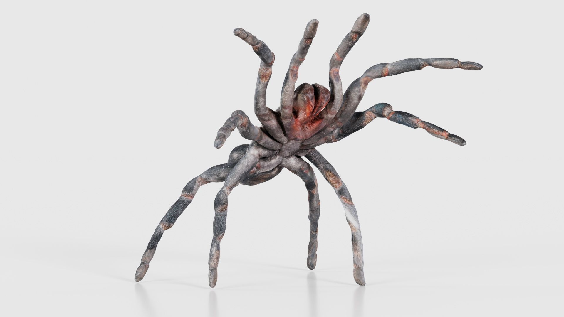 Opelma Minax Spider Tarantula Low-poly 3D model_16