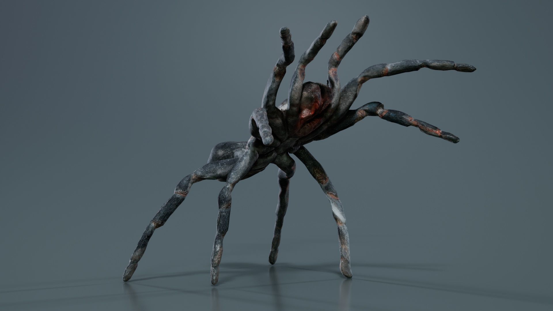 Opelma Minax Spider Tarantula Low-poly 3D model_6