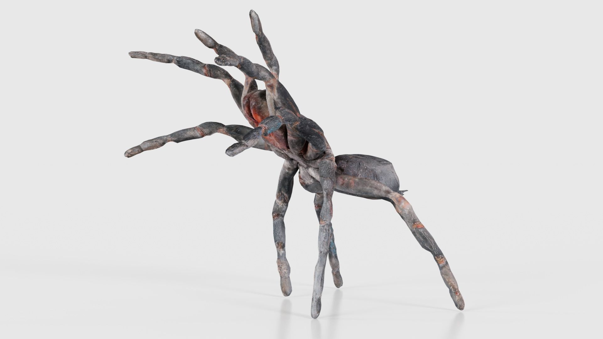 Opelma Minax Spider Tarantula Low-poly 3D model_25
