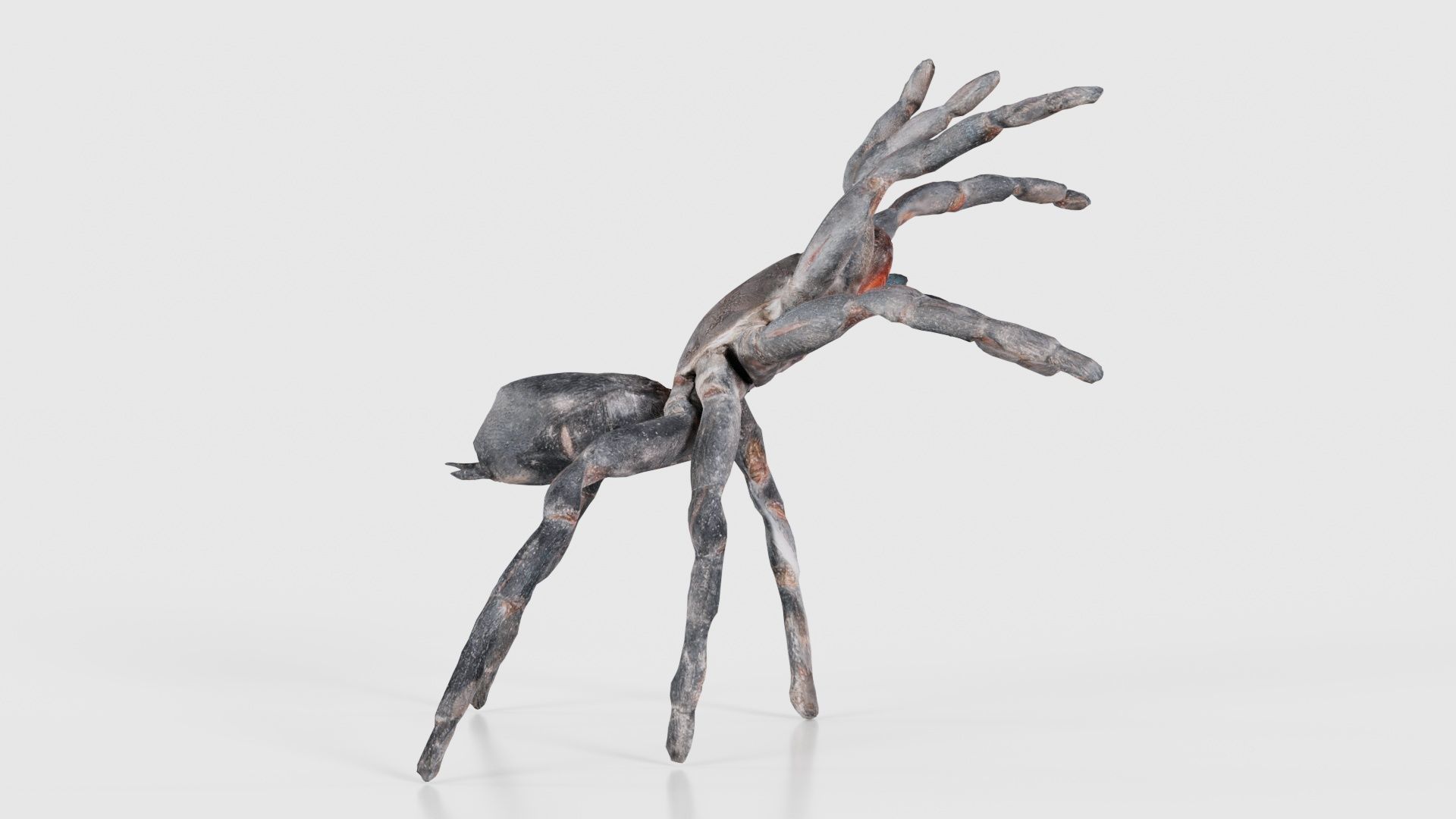 Opelma Minax Spider Tarantula Low-poly 3D model_18