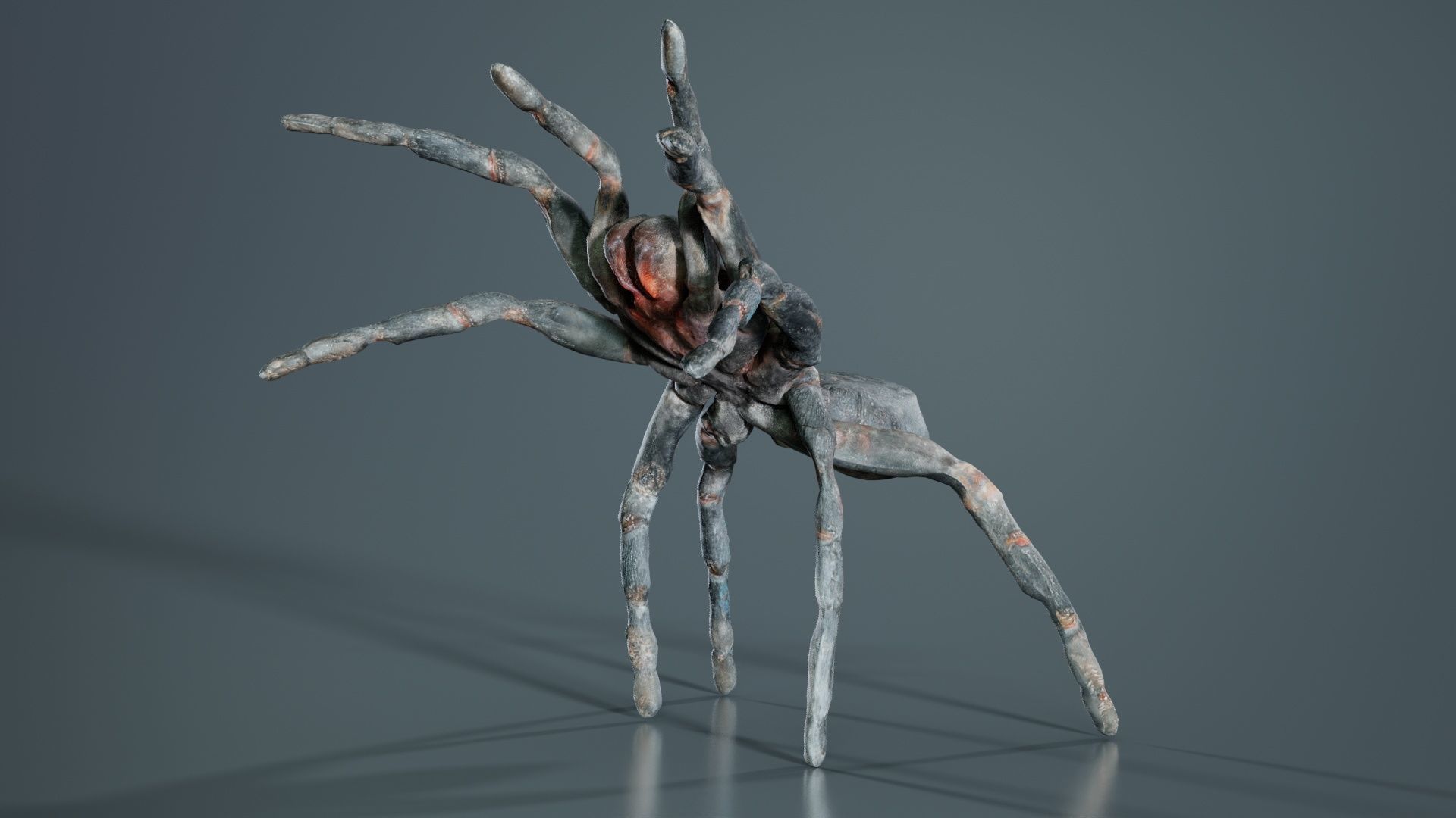 Opelma Minax Spider Tarantula Low-poly 3D model_4