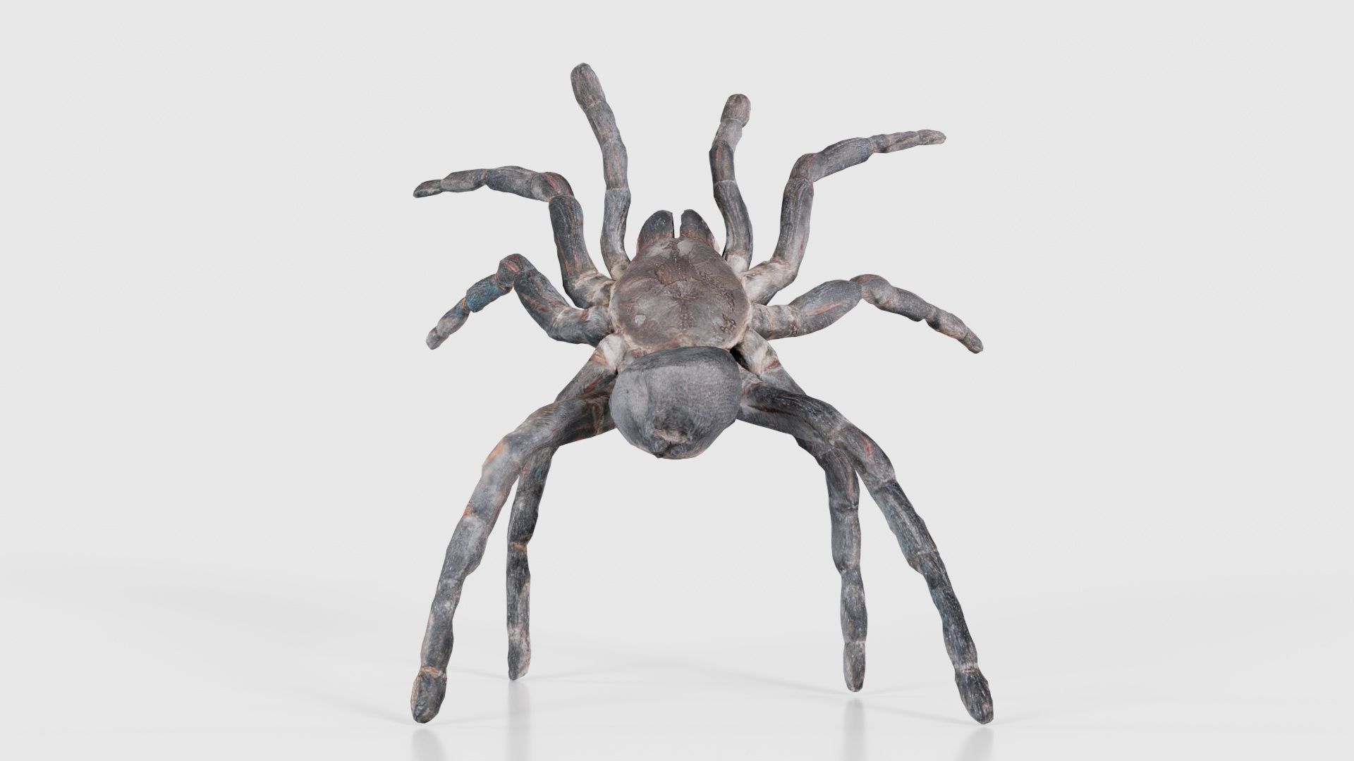 Opelma Minax Spider Tarantula Low-poly 3D model_21