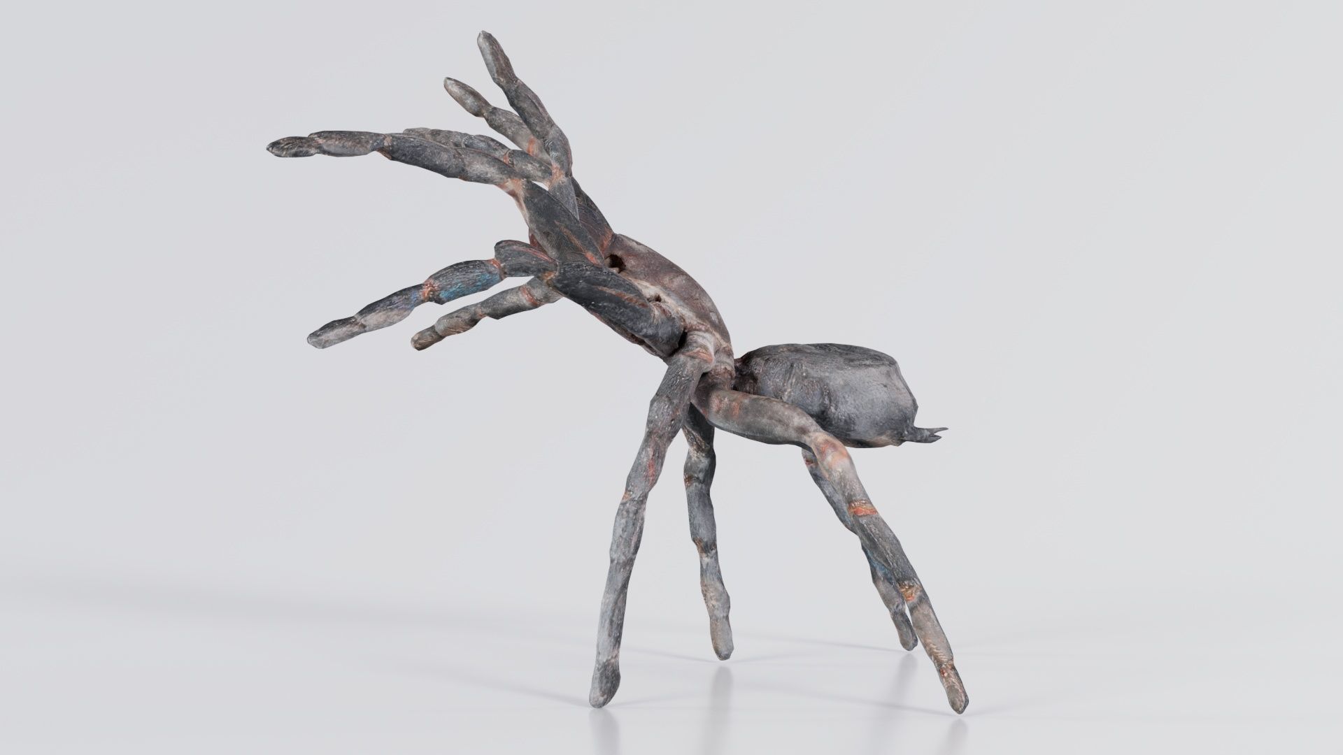 Opelma Minax Spider Tarantula Low-poly 3D model_5