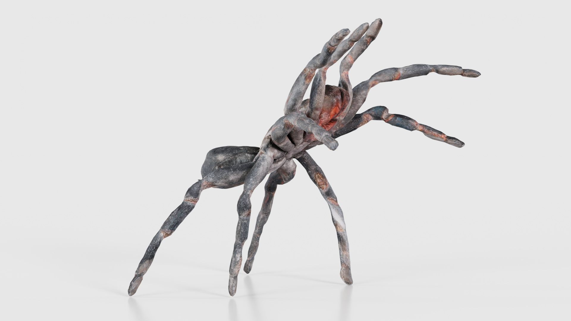 Opelma Minax Spider Tarantula Low-poly 3D model_17