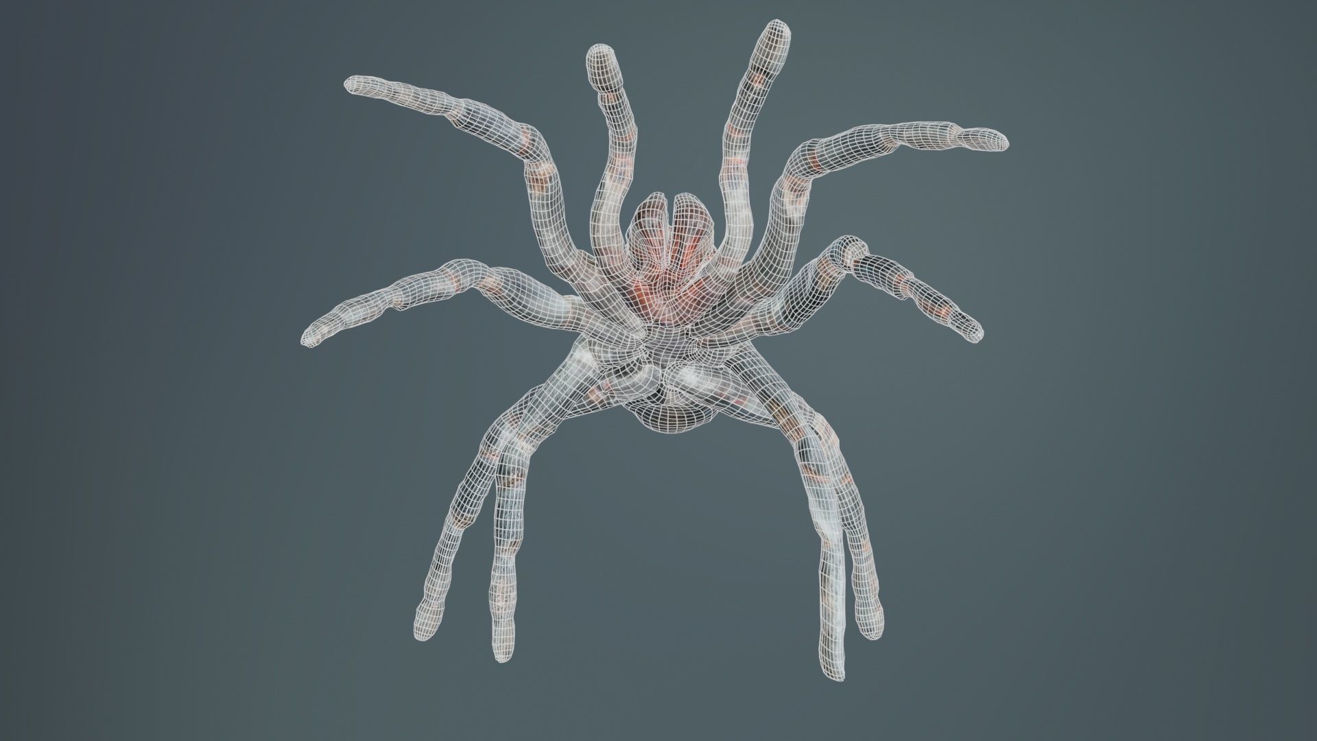 Opelma Minax Spider Tarantula Low-poly 3D model_9