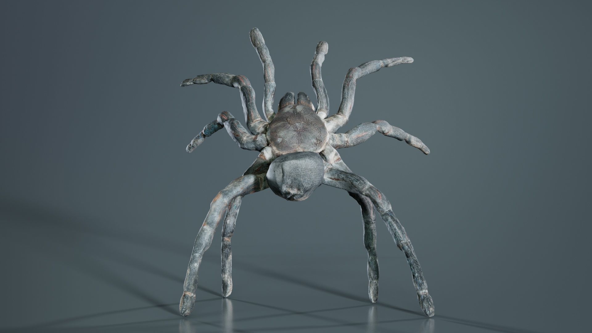 Opelma Minax Spider Tarantula Low-poly 3D model_2
