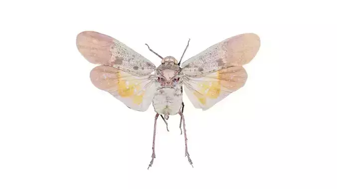 Penthicoides Farinosa Borneo