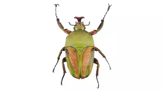 Phyllopertha Horticola Rose Beetle