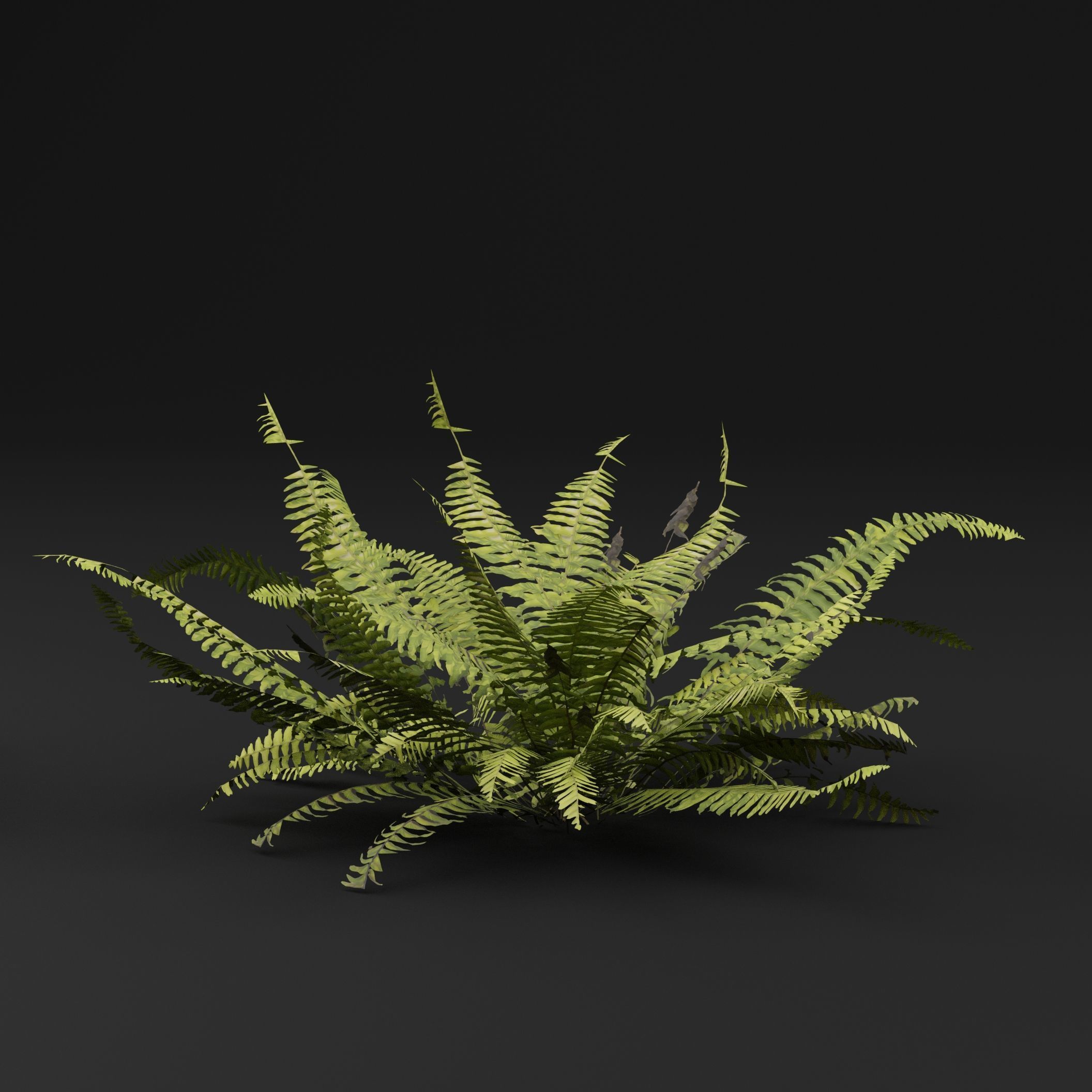Fern Plant 3D model_5