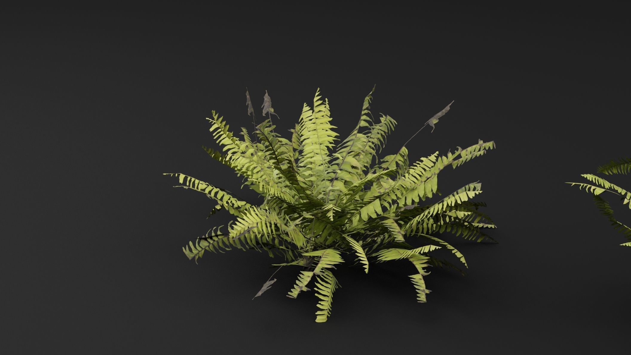 Fern Plant 3D model_2