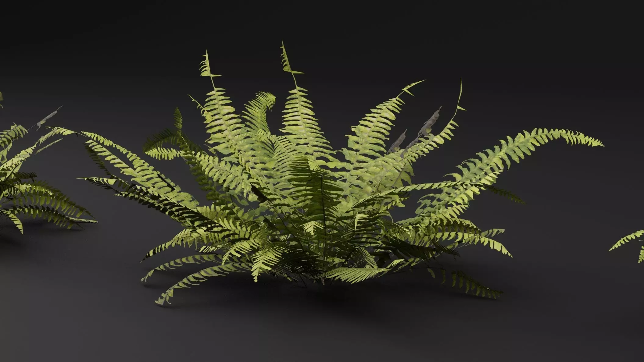 Fern Plant 3D model_0