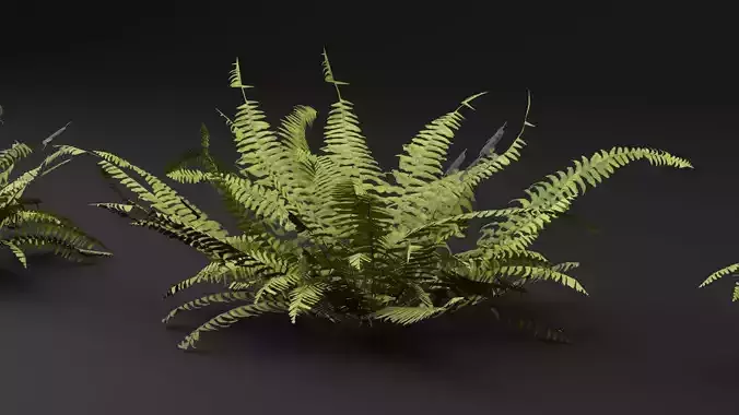 Fern Plant