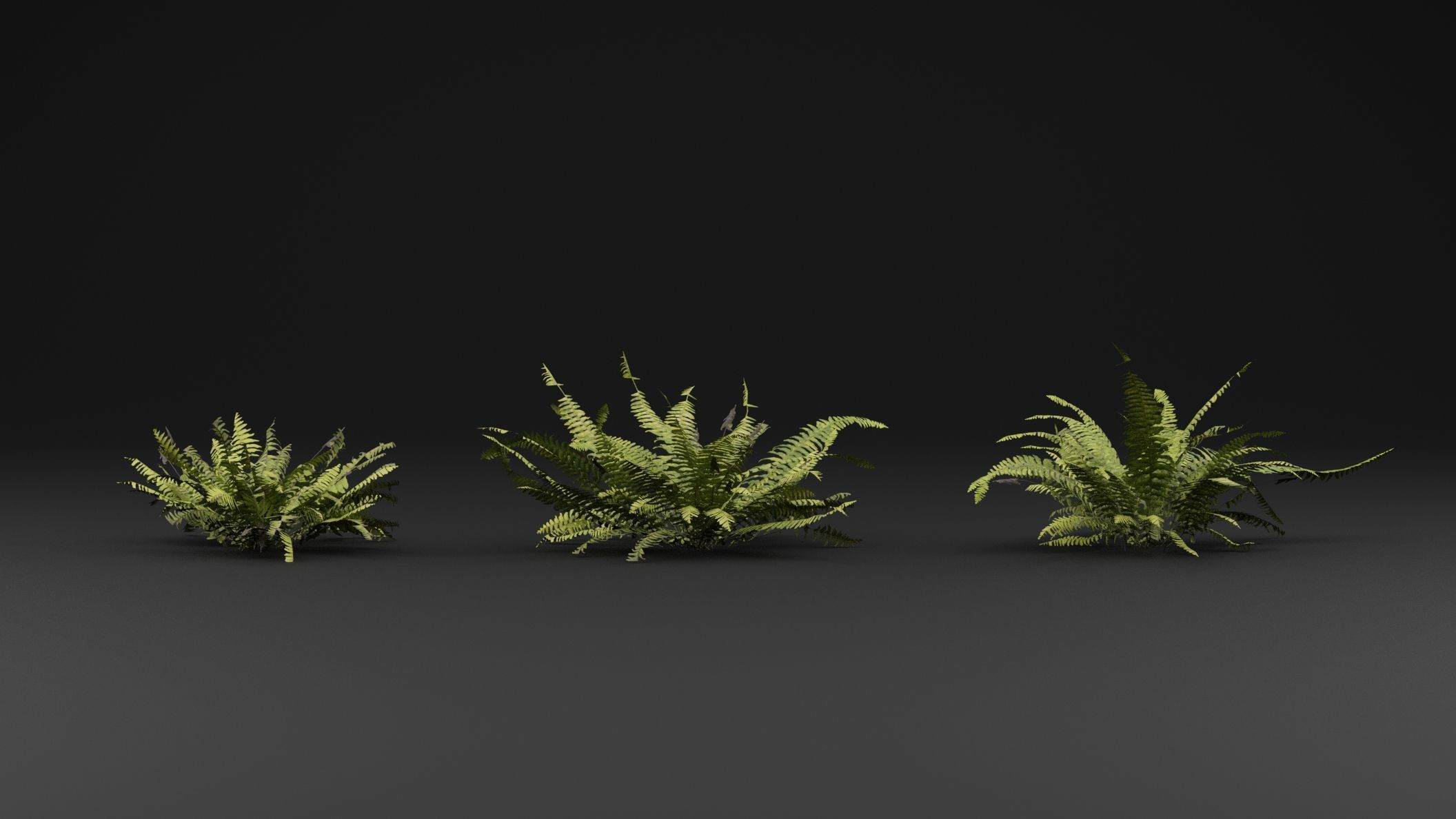 Fern Plant 3D model_1