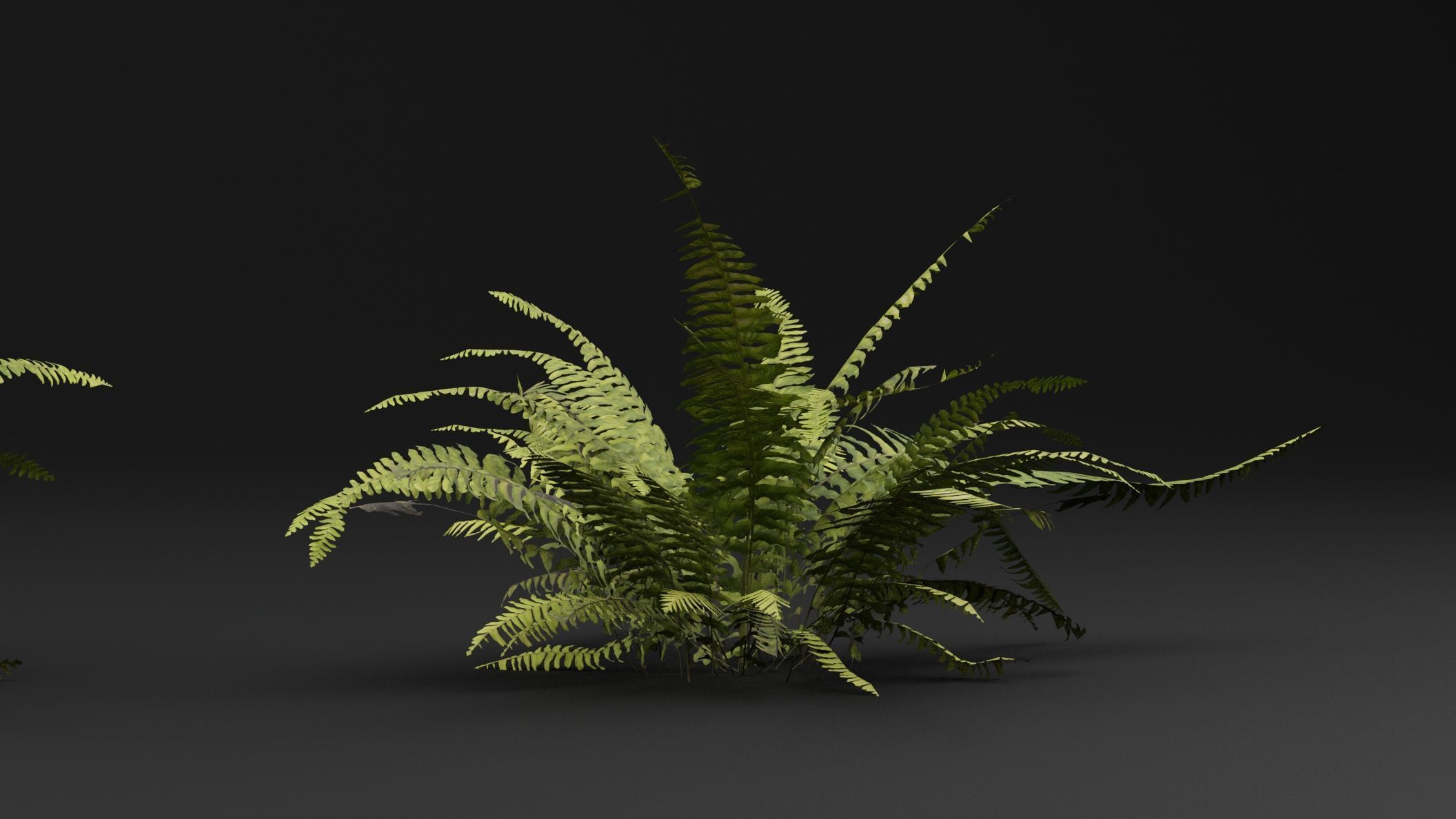 Fern Plant 3D model_3
