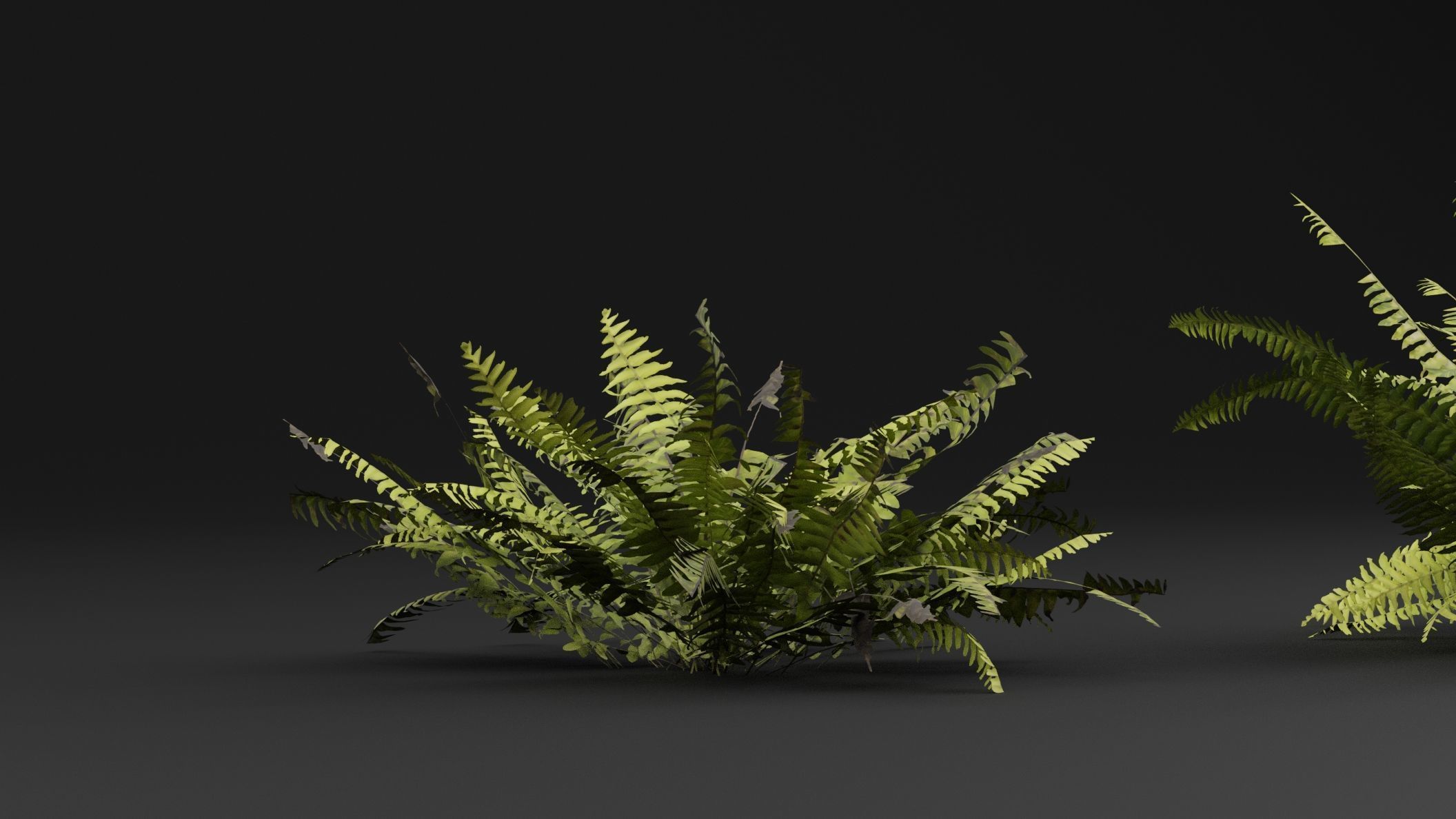 Fern Plant 3D model_4