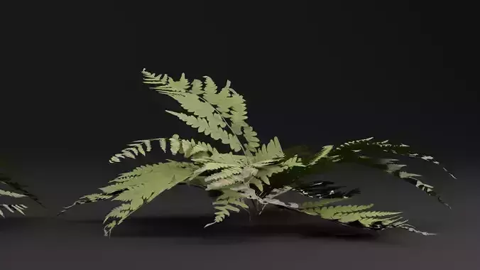 Fern Plant