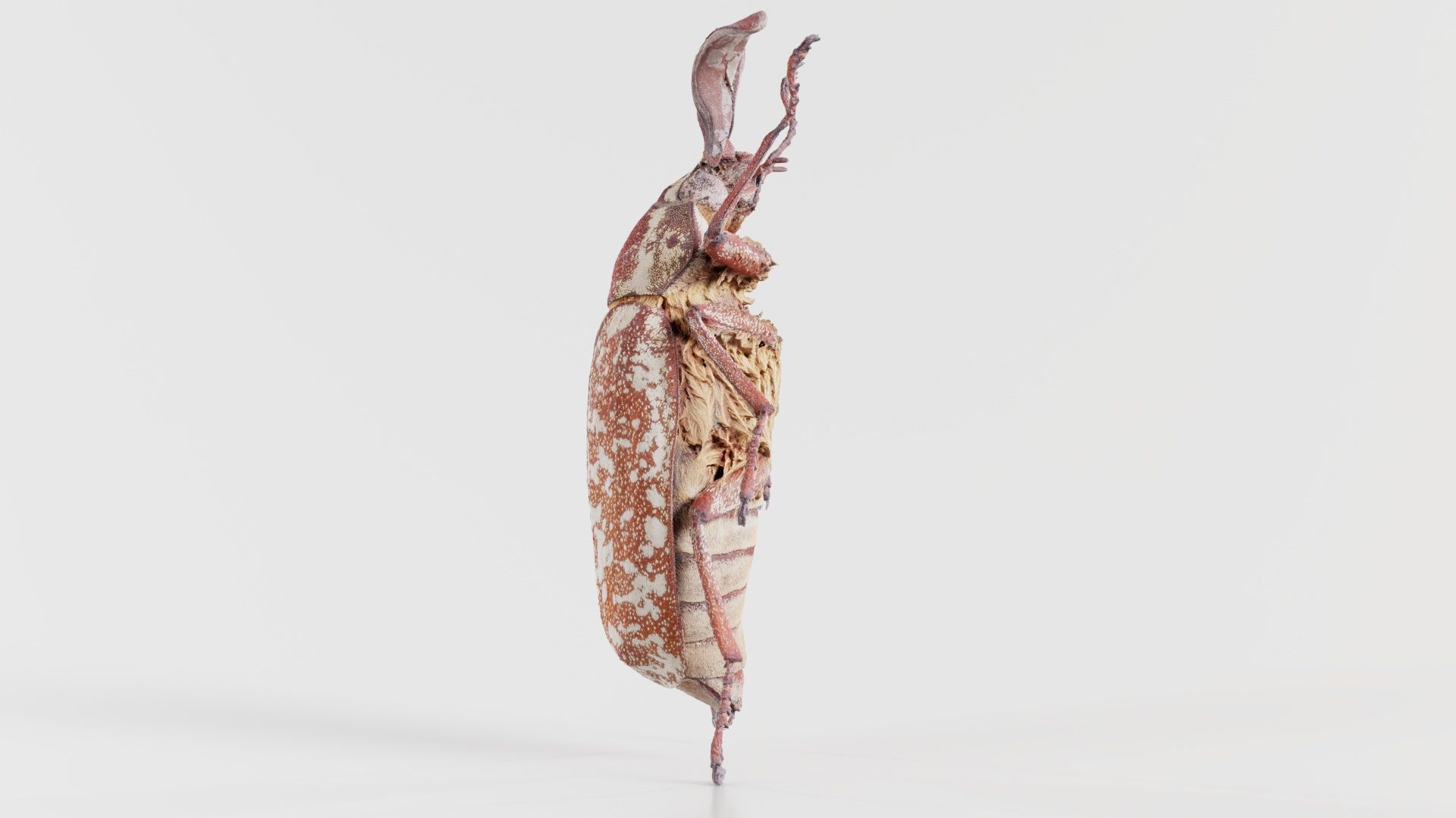 Phyllophaga Greek July Beatle Low-poly 3D model_7