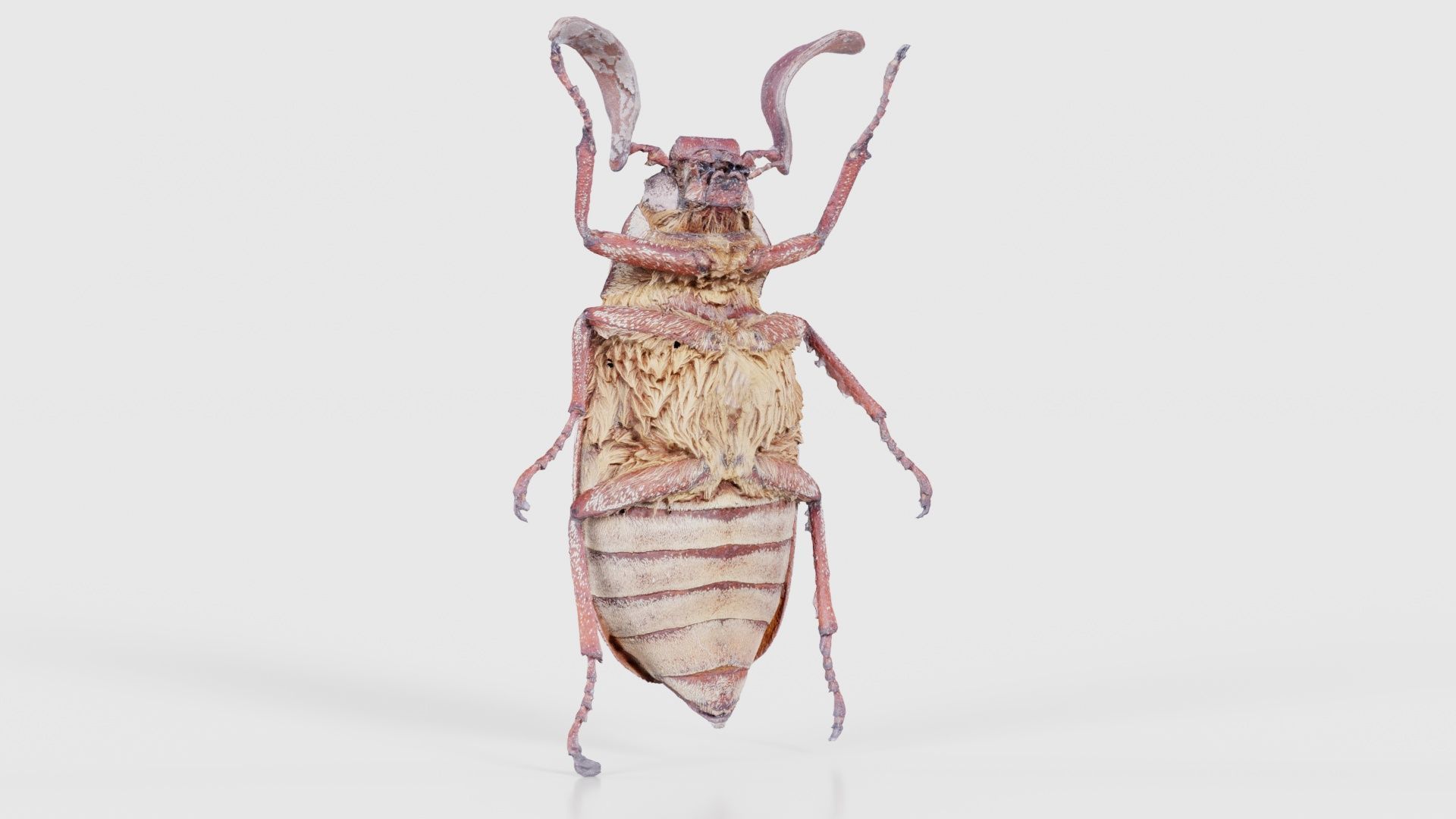 Phyllophaga Greek July Beatle Low-poly 3D model_22