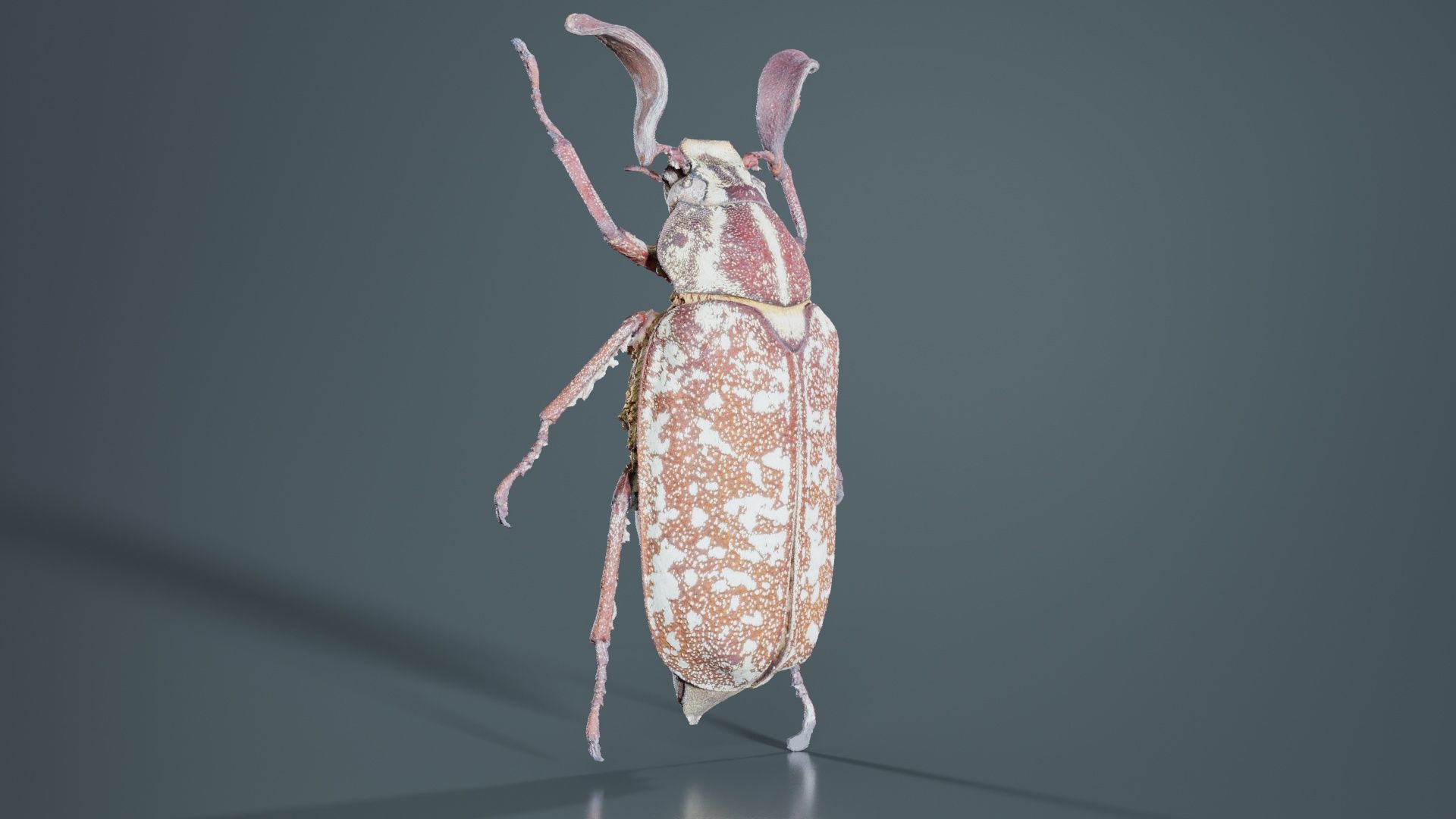 Phyllophaga Greek July Beatle Low-poly 3D model_6