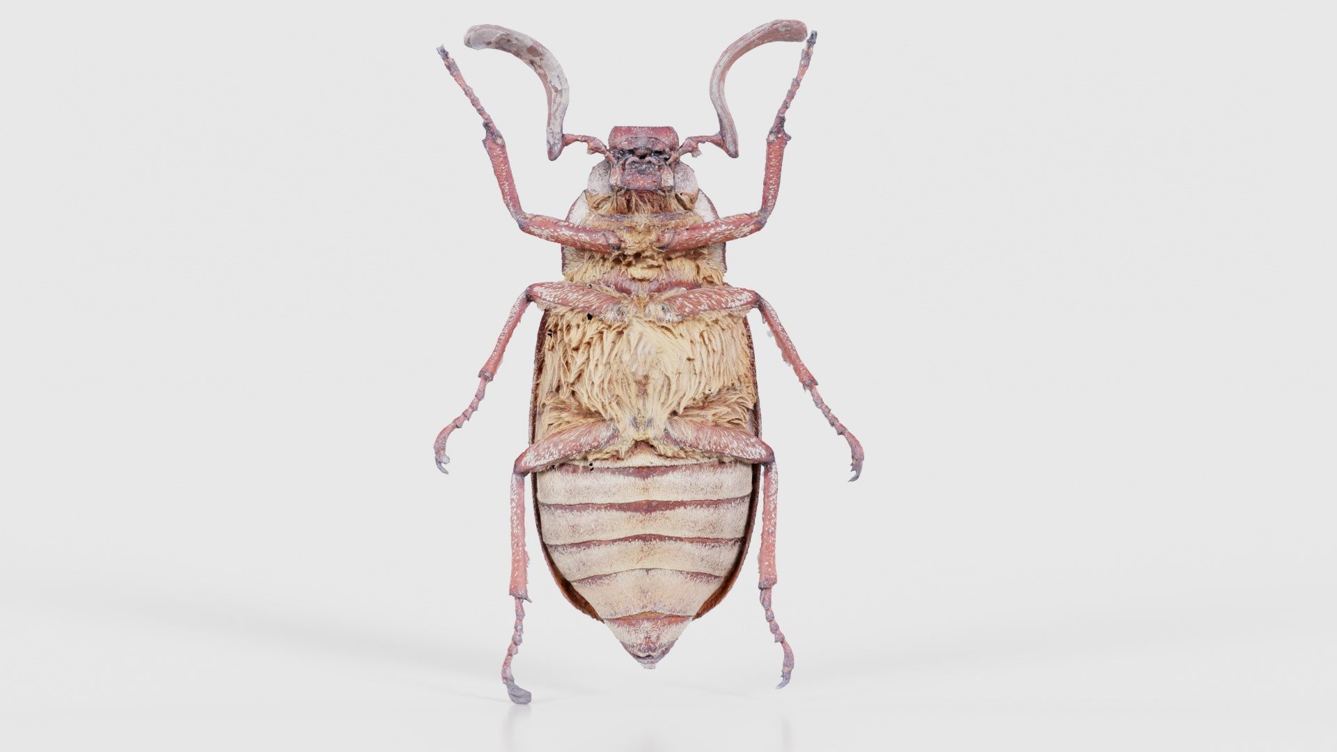 Phyllophaga Greek July Beatle Low-poly 3D model_21