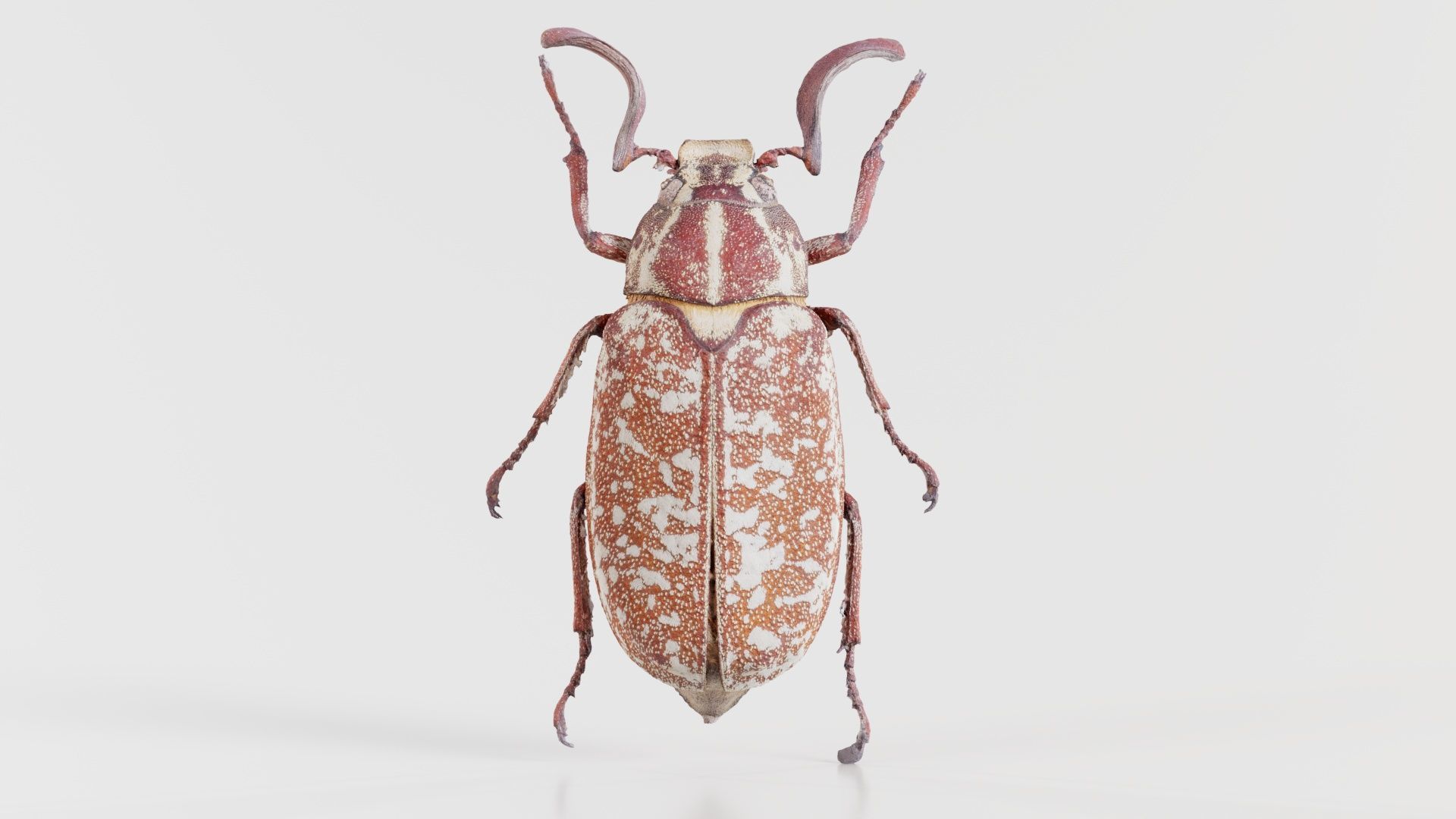 Phyllophaga Greek July Beatle Low-poly 3D model_4