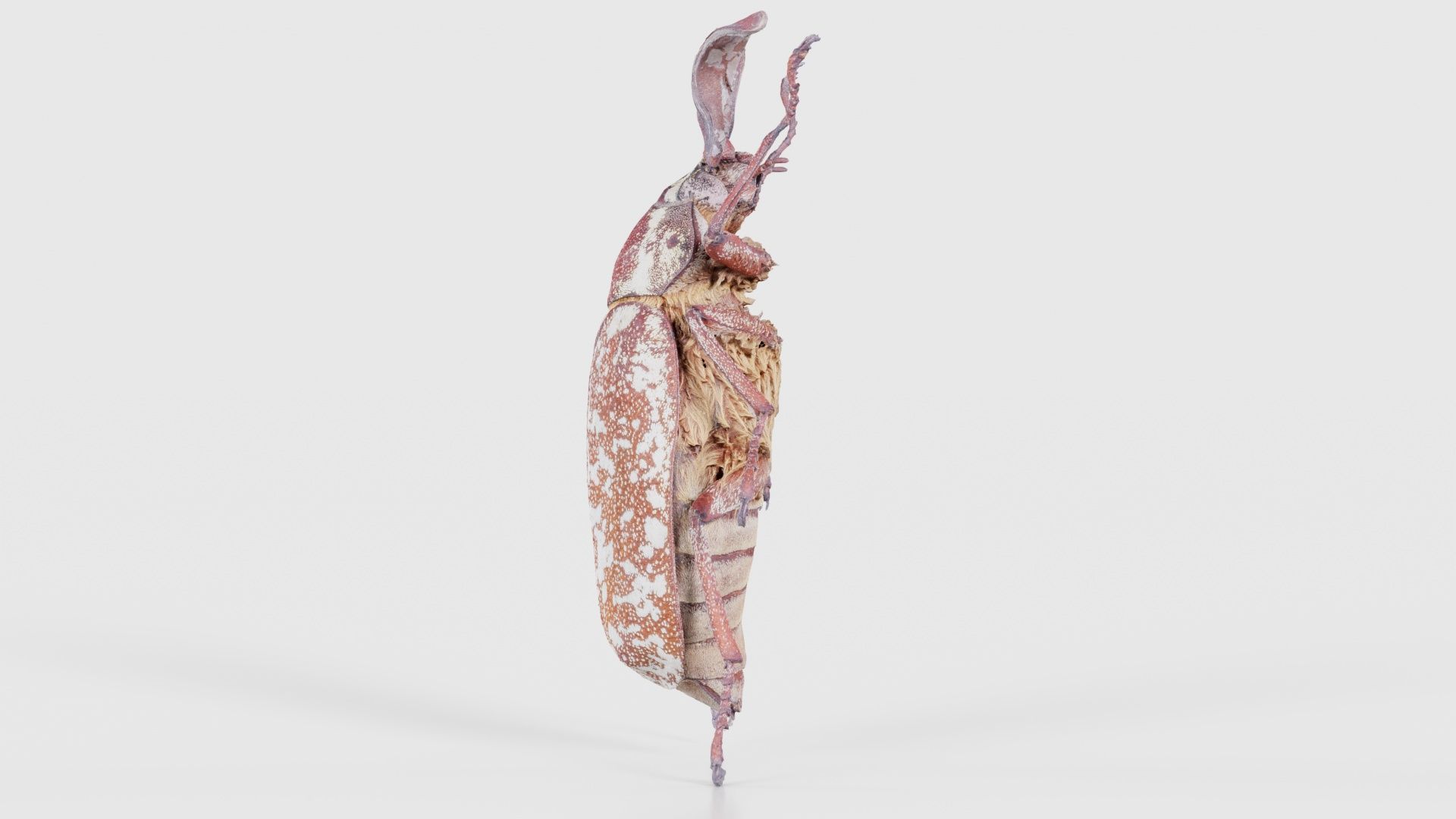 Phyllophaga Greek July Beatle Low-poly 3D model_24