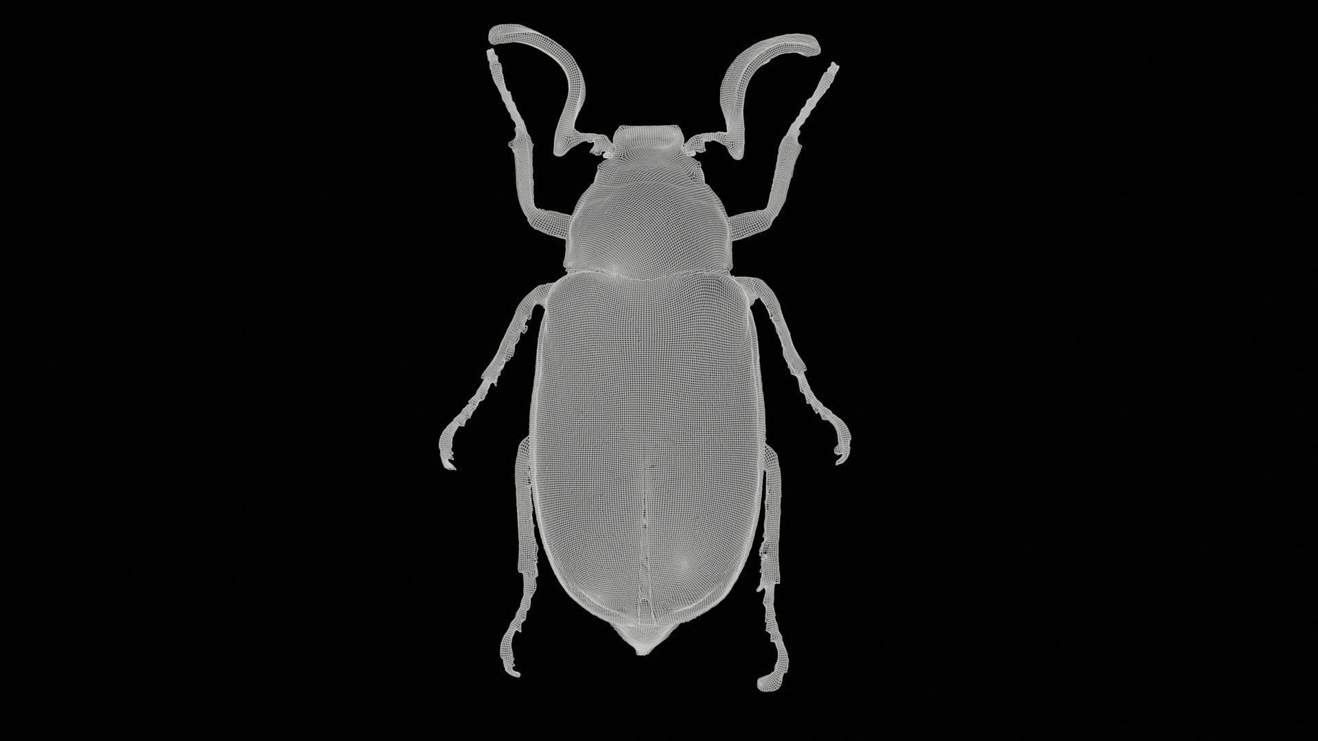 Phyllophaga Greek July Beatle Low-poly 3D model_11