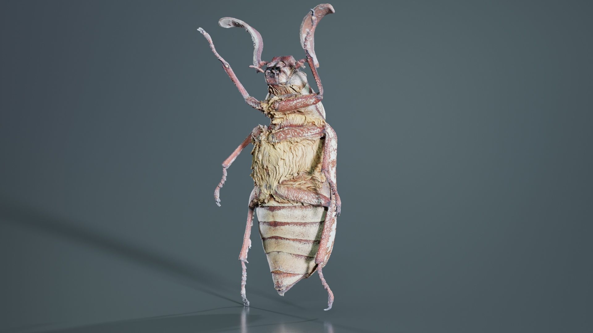 Phyllophaga Greek July Beatle Low-poly 3D model_3