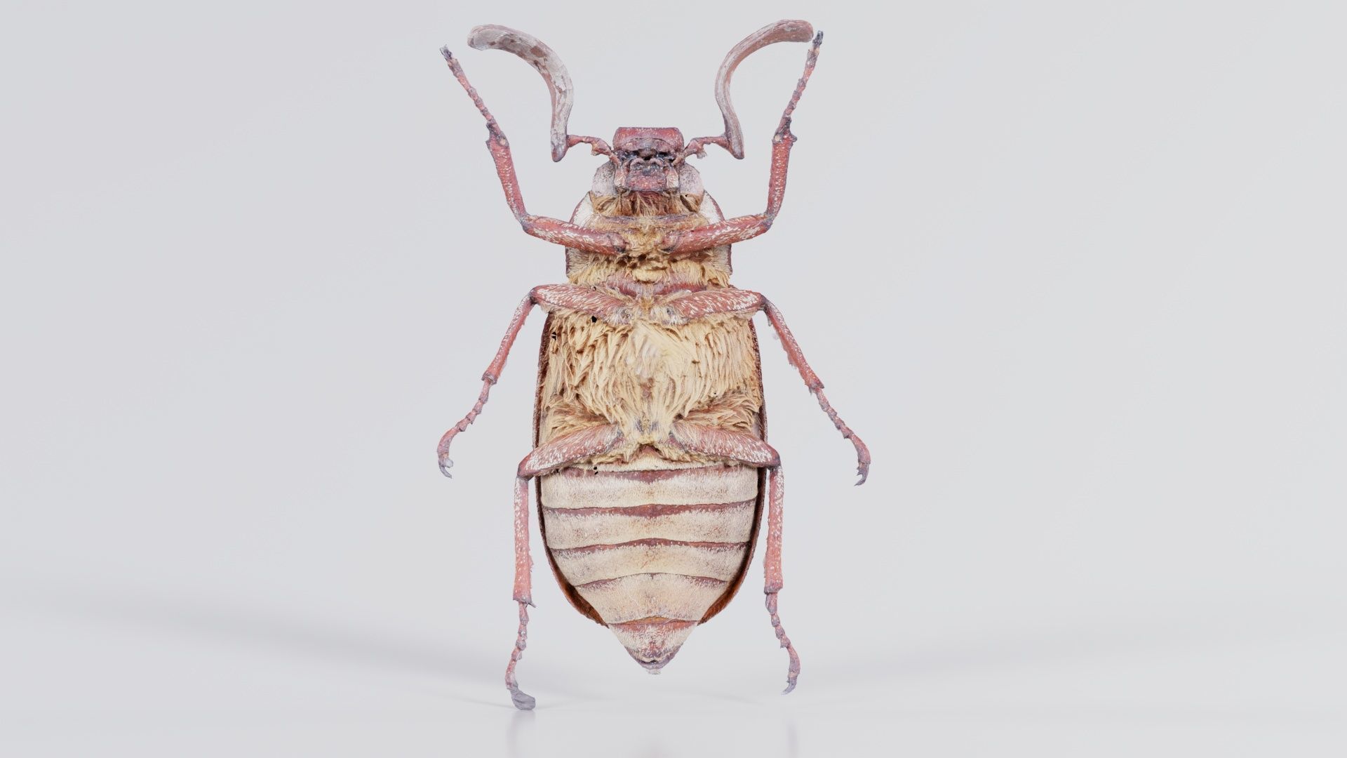 Phyllophaga Greek July Beatle Low-poly 3D model_8