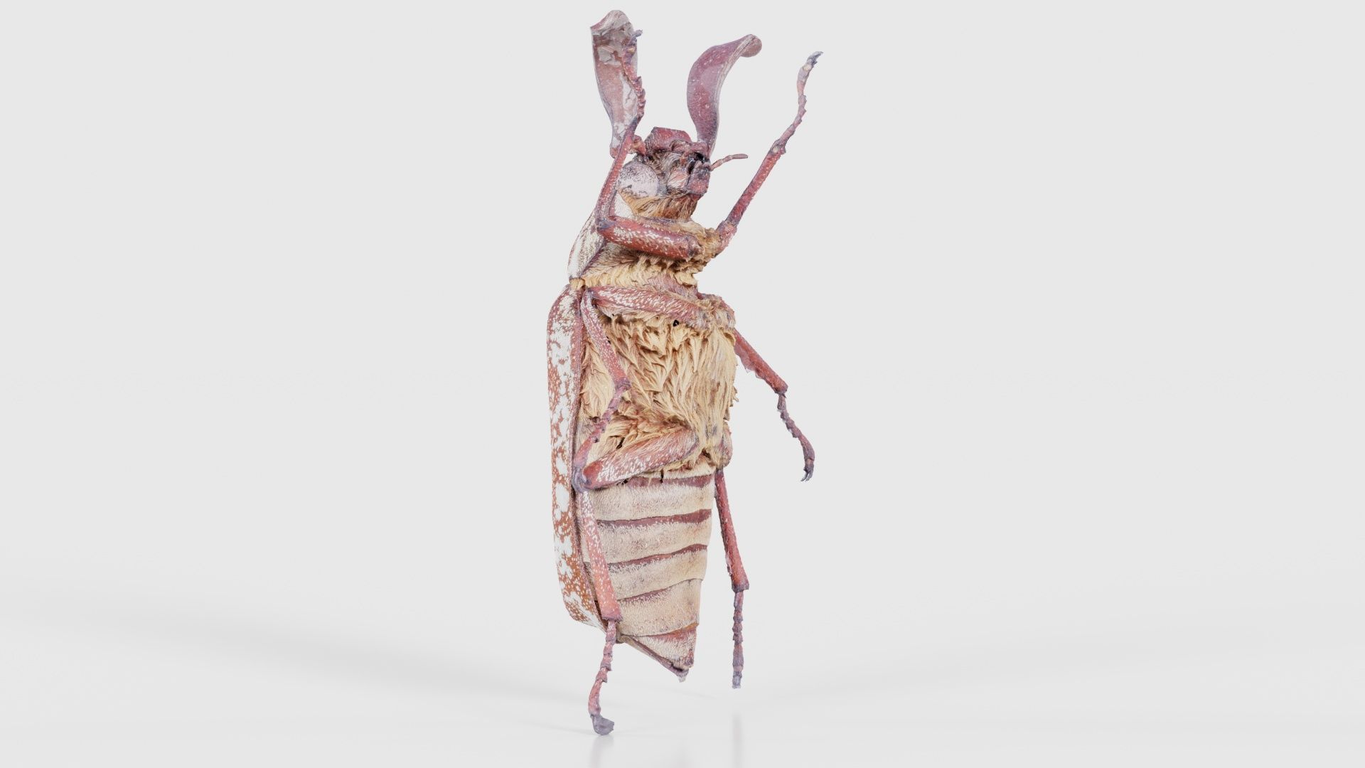 Phyllophaga Greek July Beatle Low-poly 3D model_23