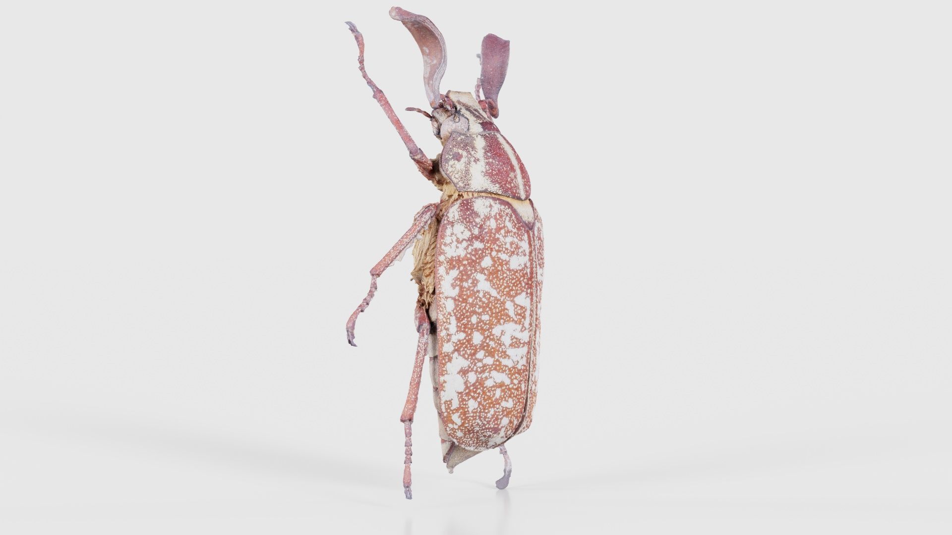 Phyllophaga Greek July Beatle Low-poly 3D model_17