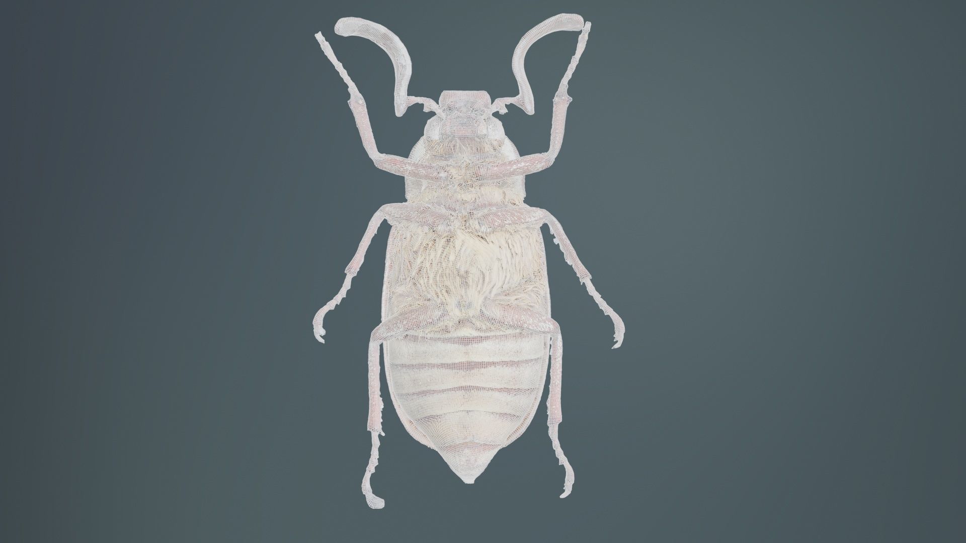 Phyllophaga Greek July Beatle Low-poly 3D model_10