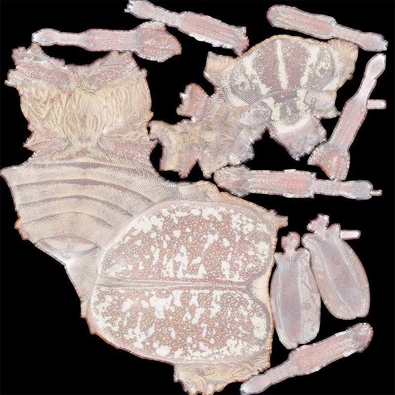 Phyllophaga Greek July Beatle Low-poly 3D model_14