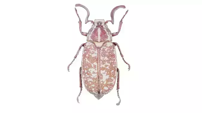 Phyllophaga Greek July Beatle Low-poly 3D model