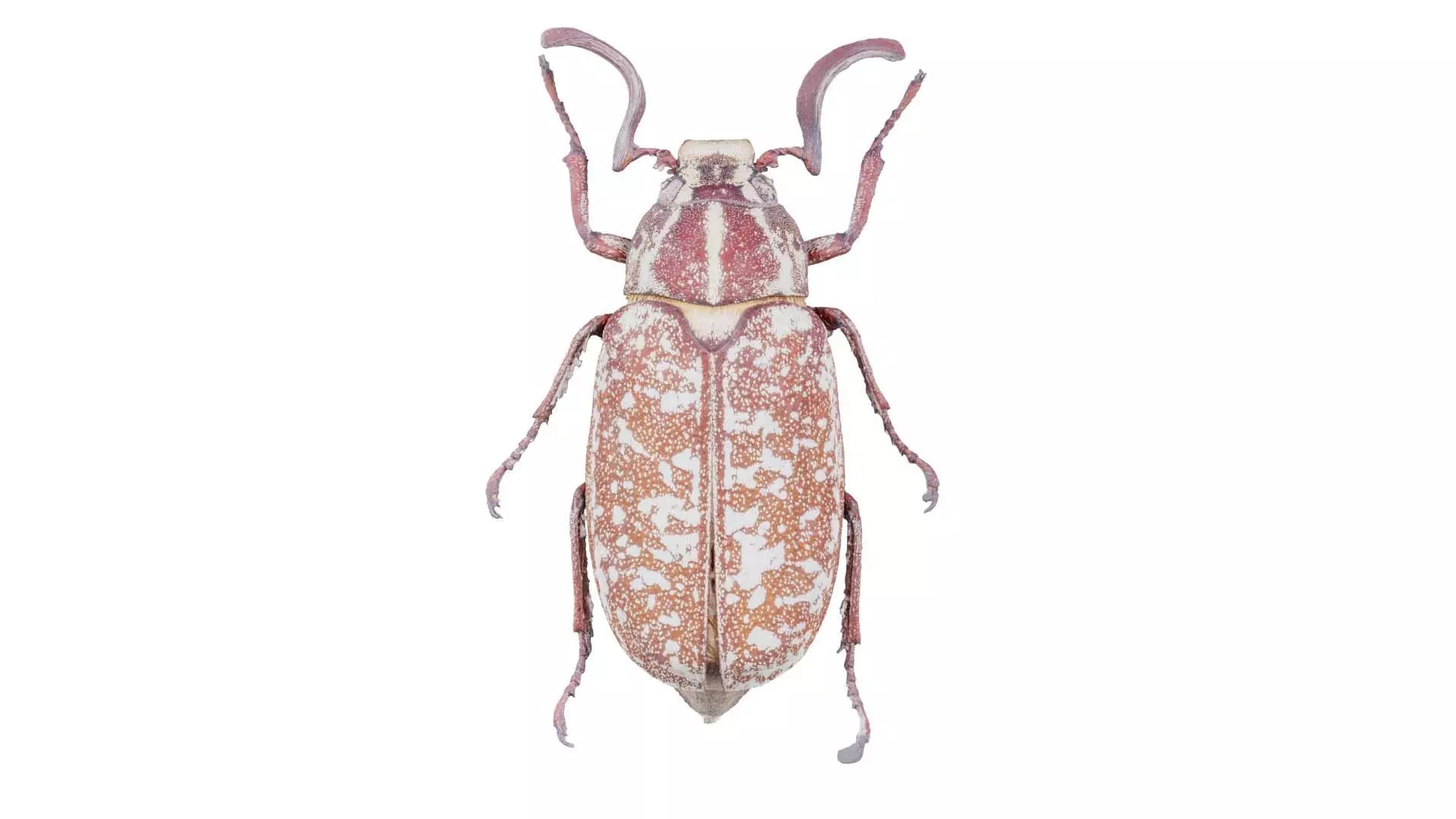 Phyllophaga Greek July Beatle Low-poly 3D model_0