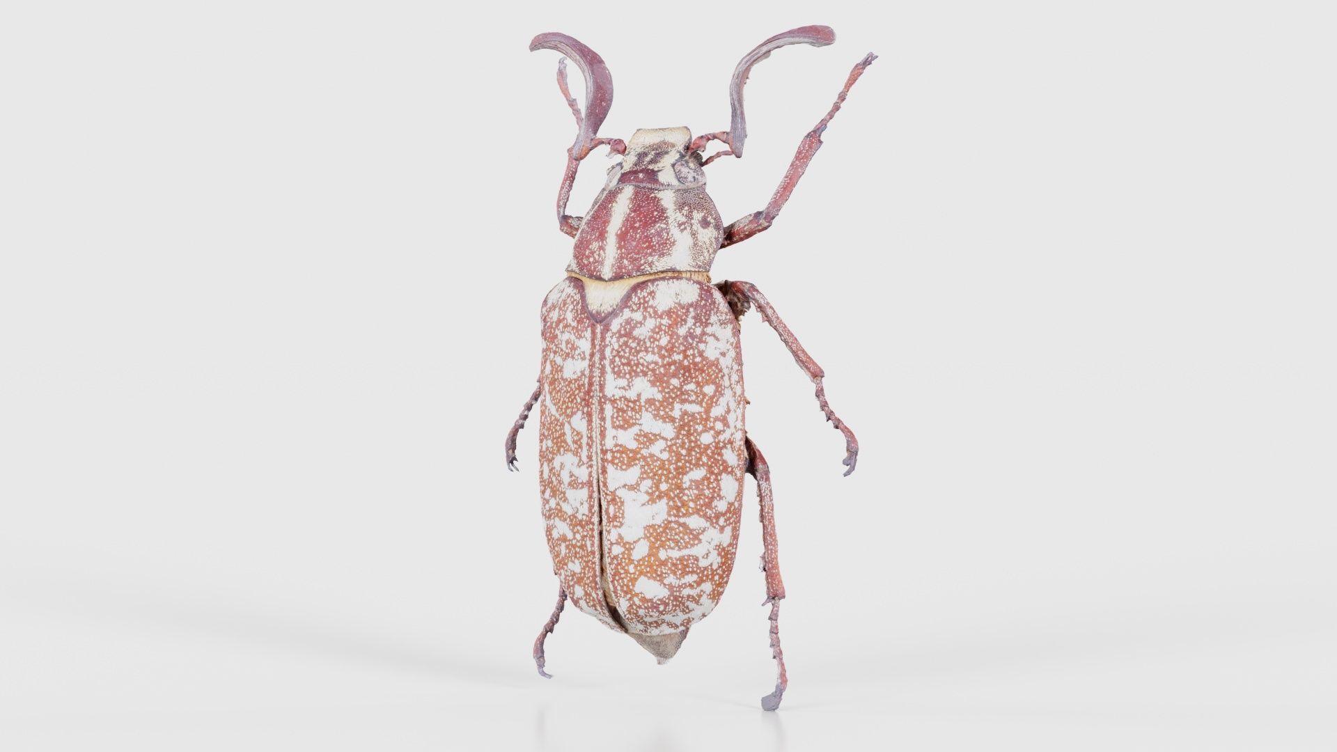 Phyllophaga Greek July Beatle Low-poly 3D model_26