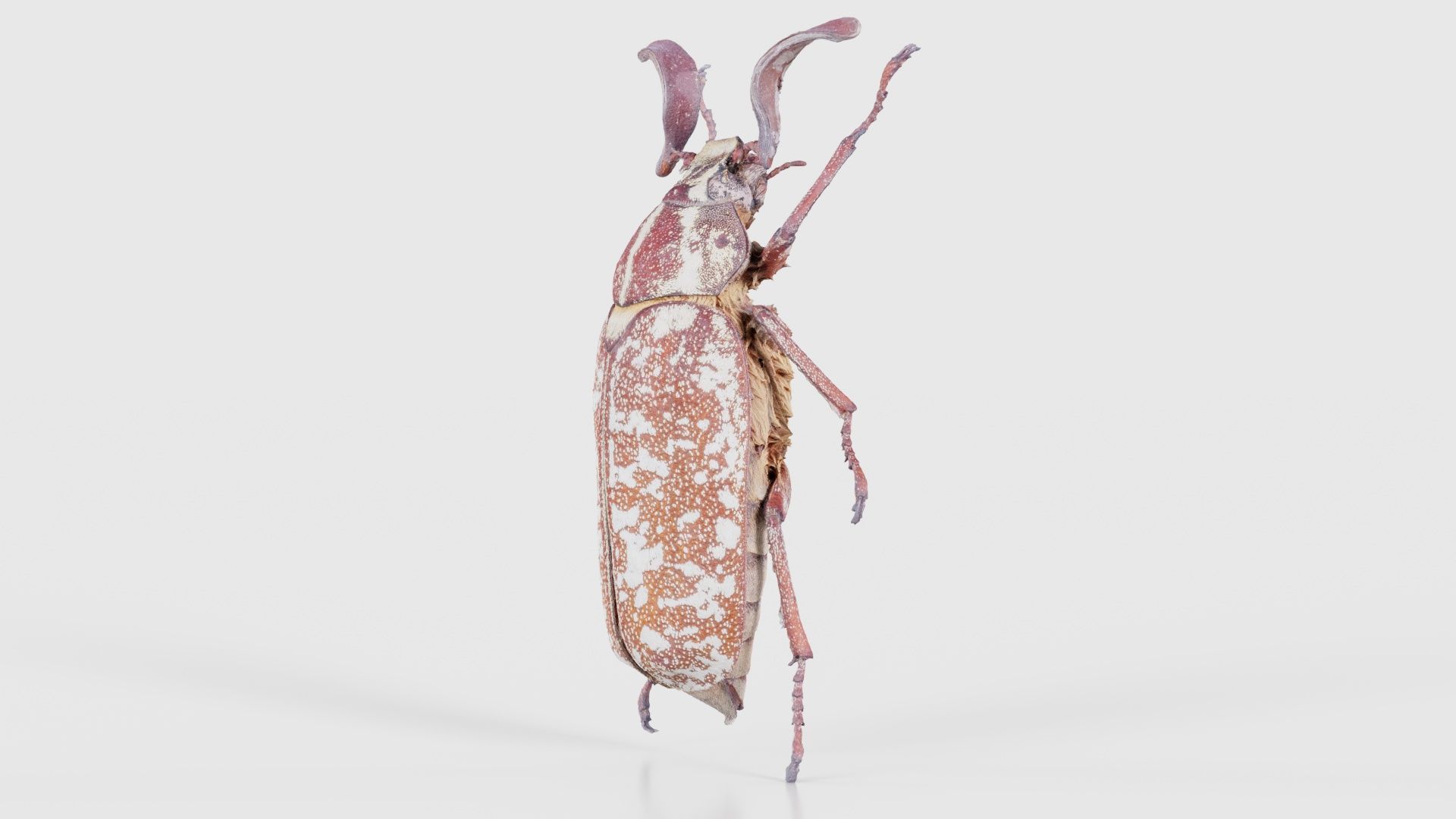 Phyllophaga Greek July Beatle Low-poly 3D model_25