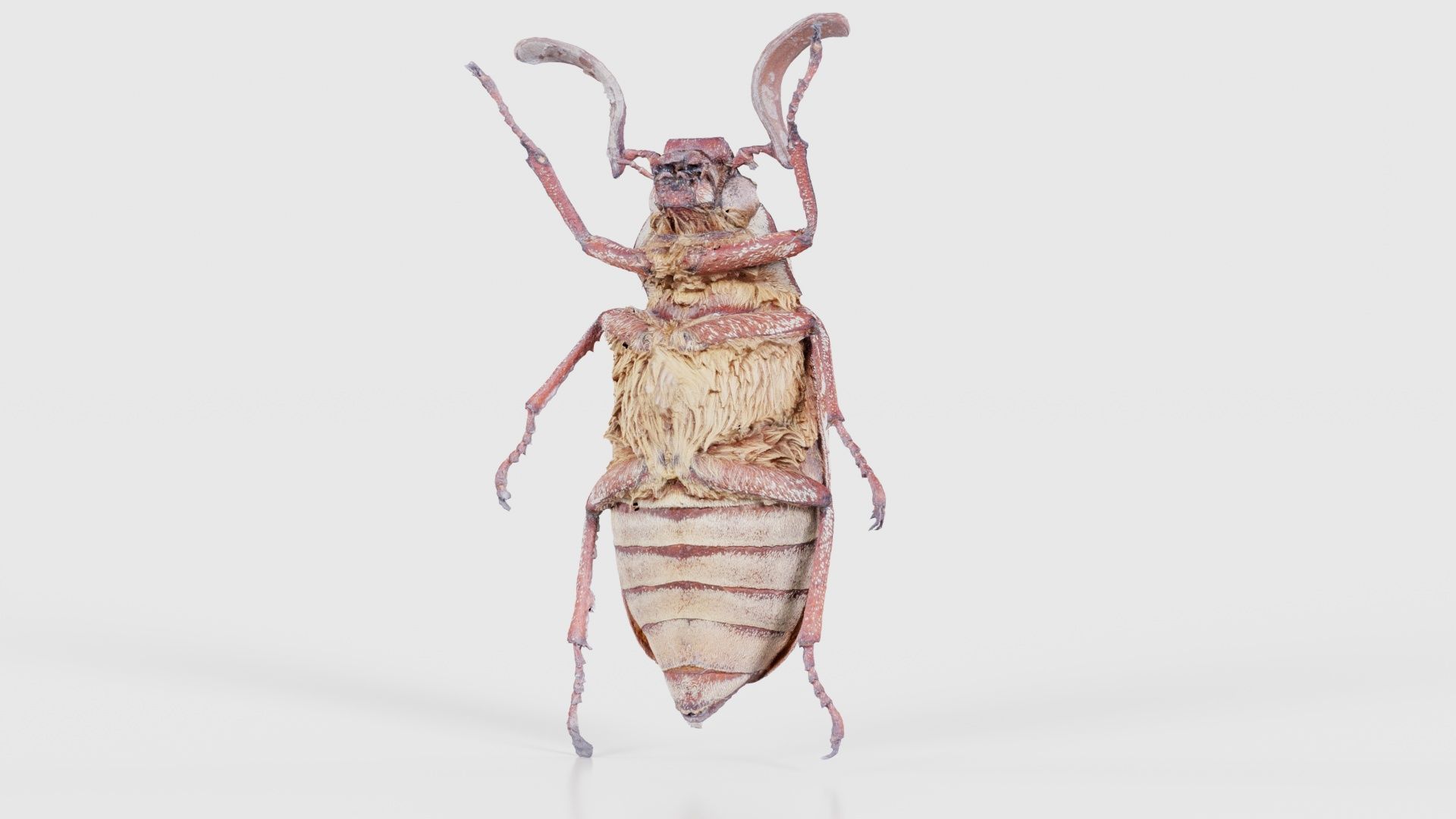 Phyllophaga Greek July Beatle Low-poly 3D model_20