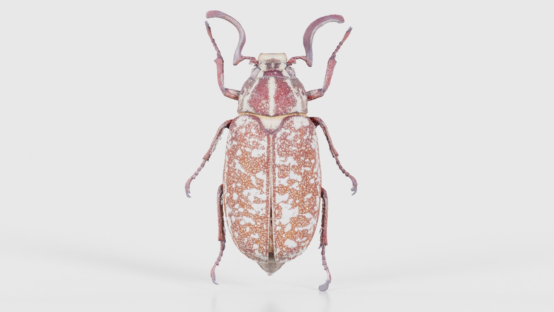 Phyllophaga Greek July Beatle Low-poly 3D model_15
