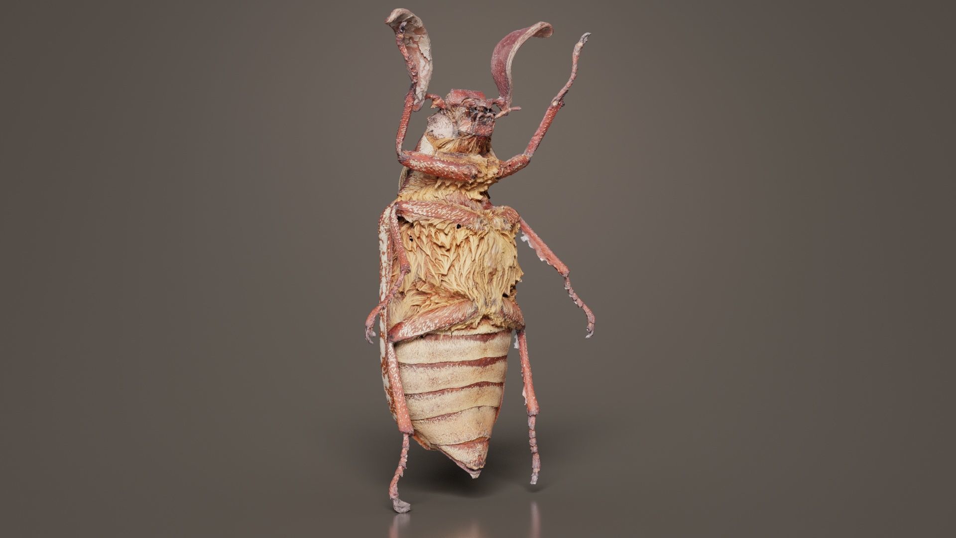 Phyllophaga Greek July Beatle Low-poly 3D model_2