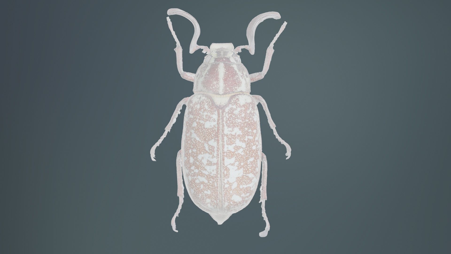 Phyllophaga Greek July Beatle Low-poly 3D model_9