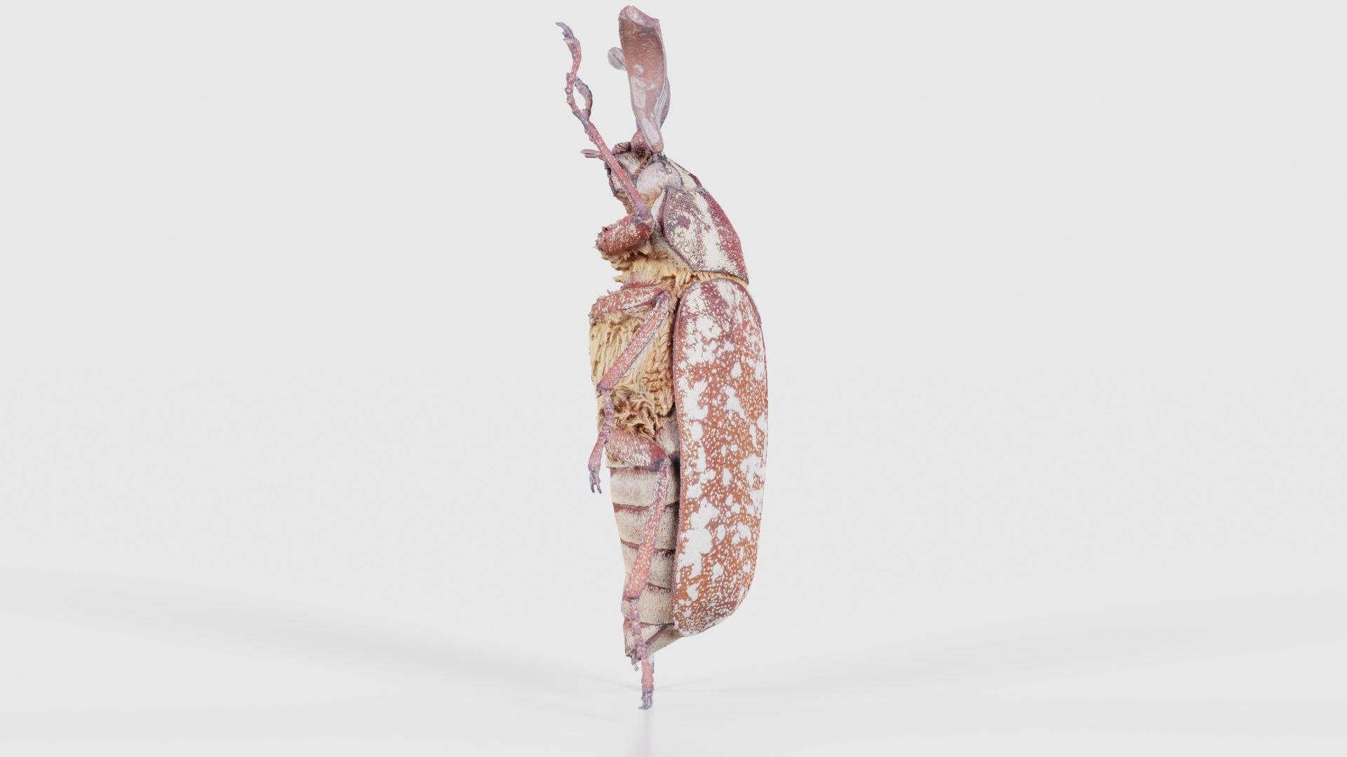 Phyllophaga Greek July Beatle Low-poly 3D model_18