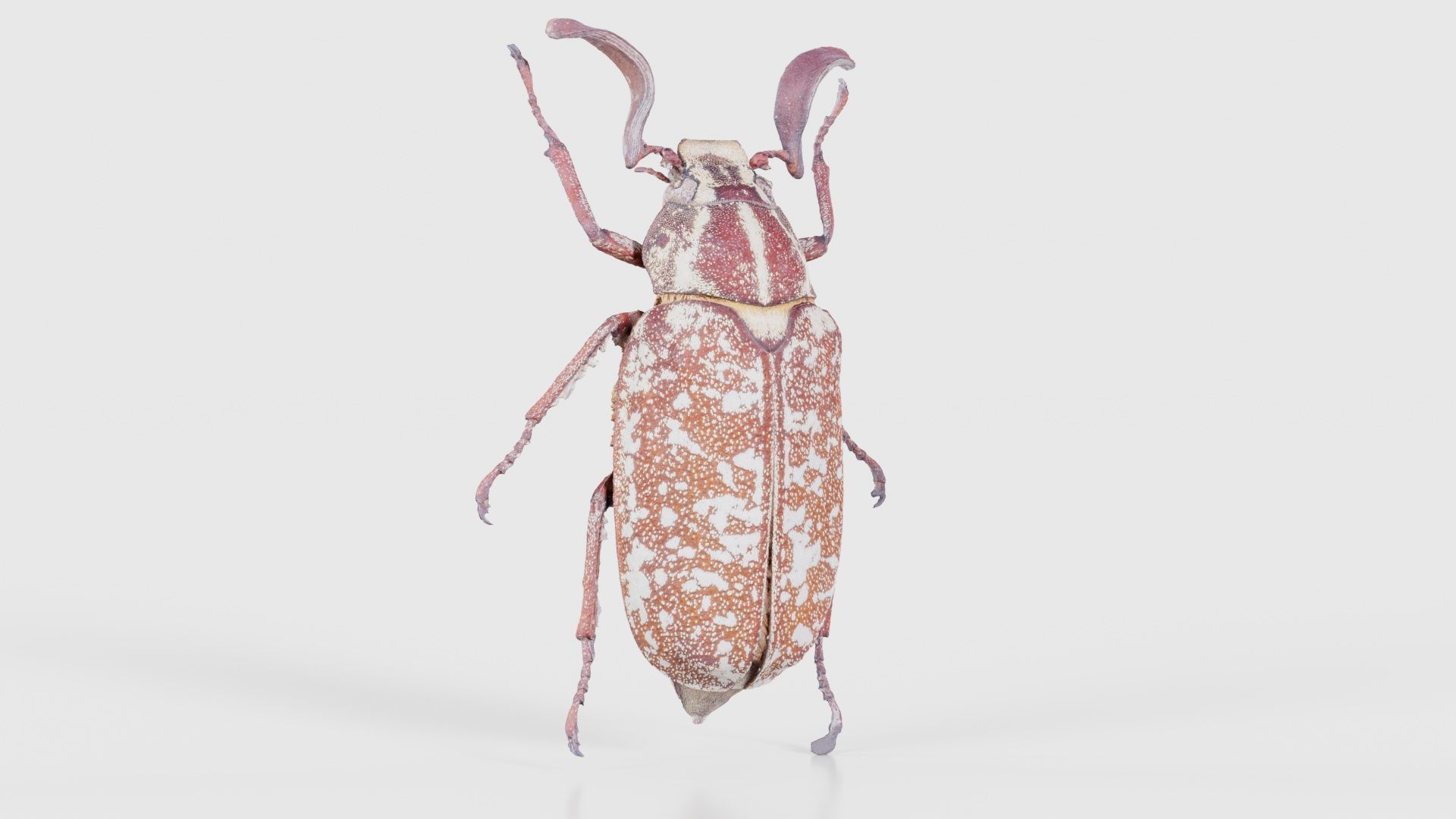 Phyllophaga Greek July Beatle Low-poly 3D model_16